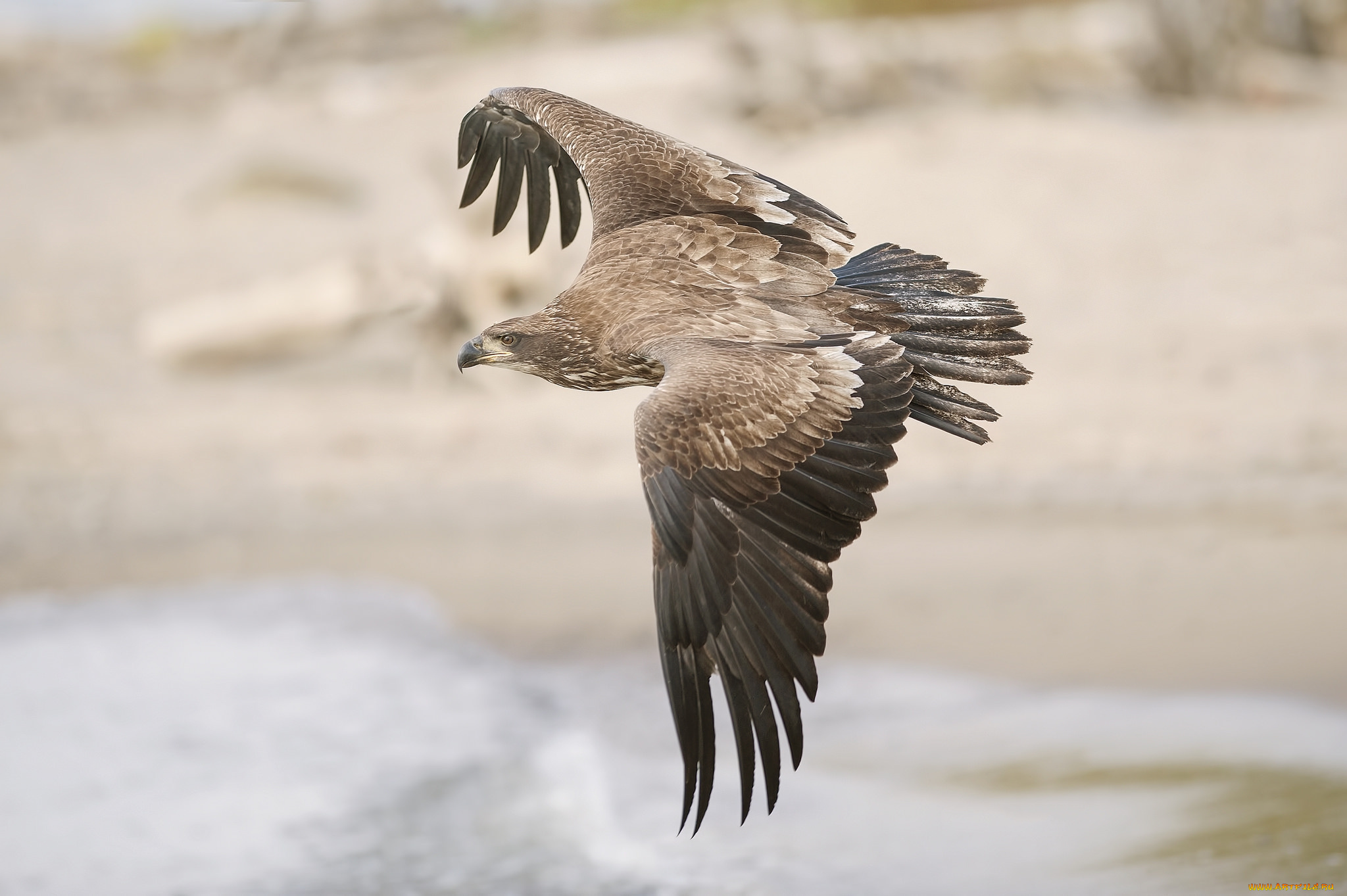 животные, птицы, -, хищники, птичка