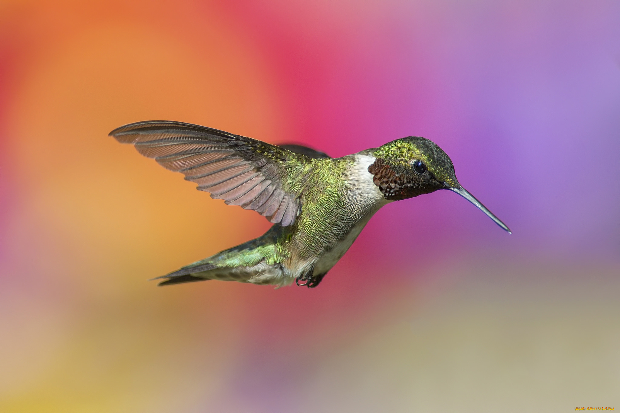 животные, колибри, птичка