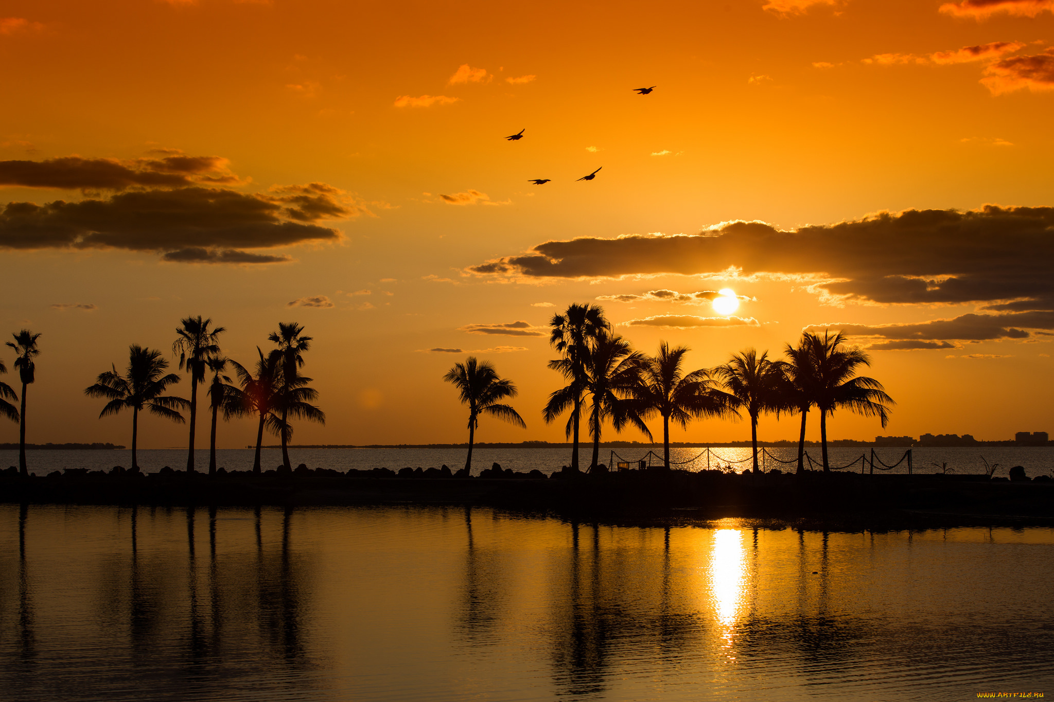 природа, тропики, рассвет