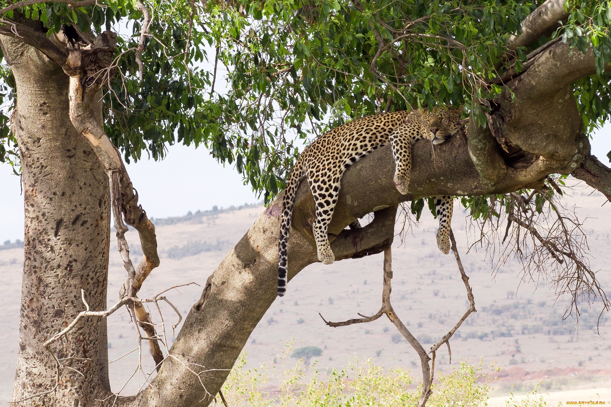 животные, леопарды, кошка, лежит, сон, отдых, листва