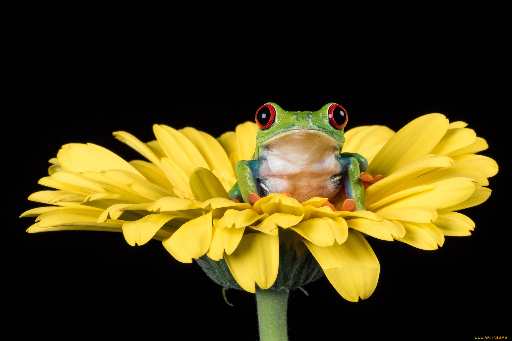 животные, лягушки, лягушка