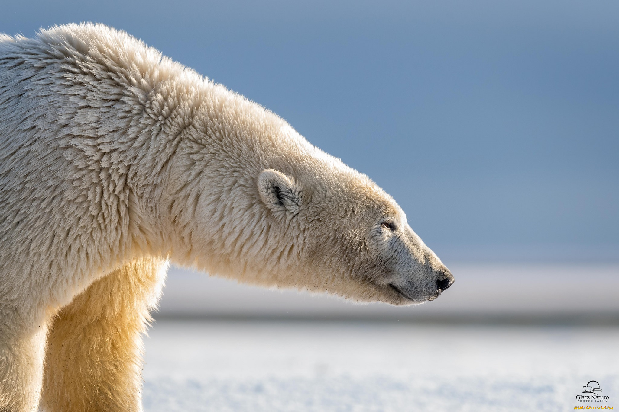 животные, медведи, белый, полярный, морда, профиль