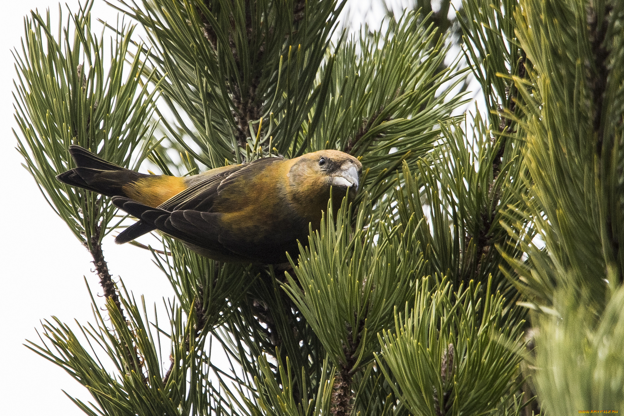 животные, птицы, птичка
