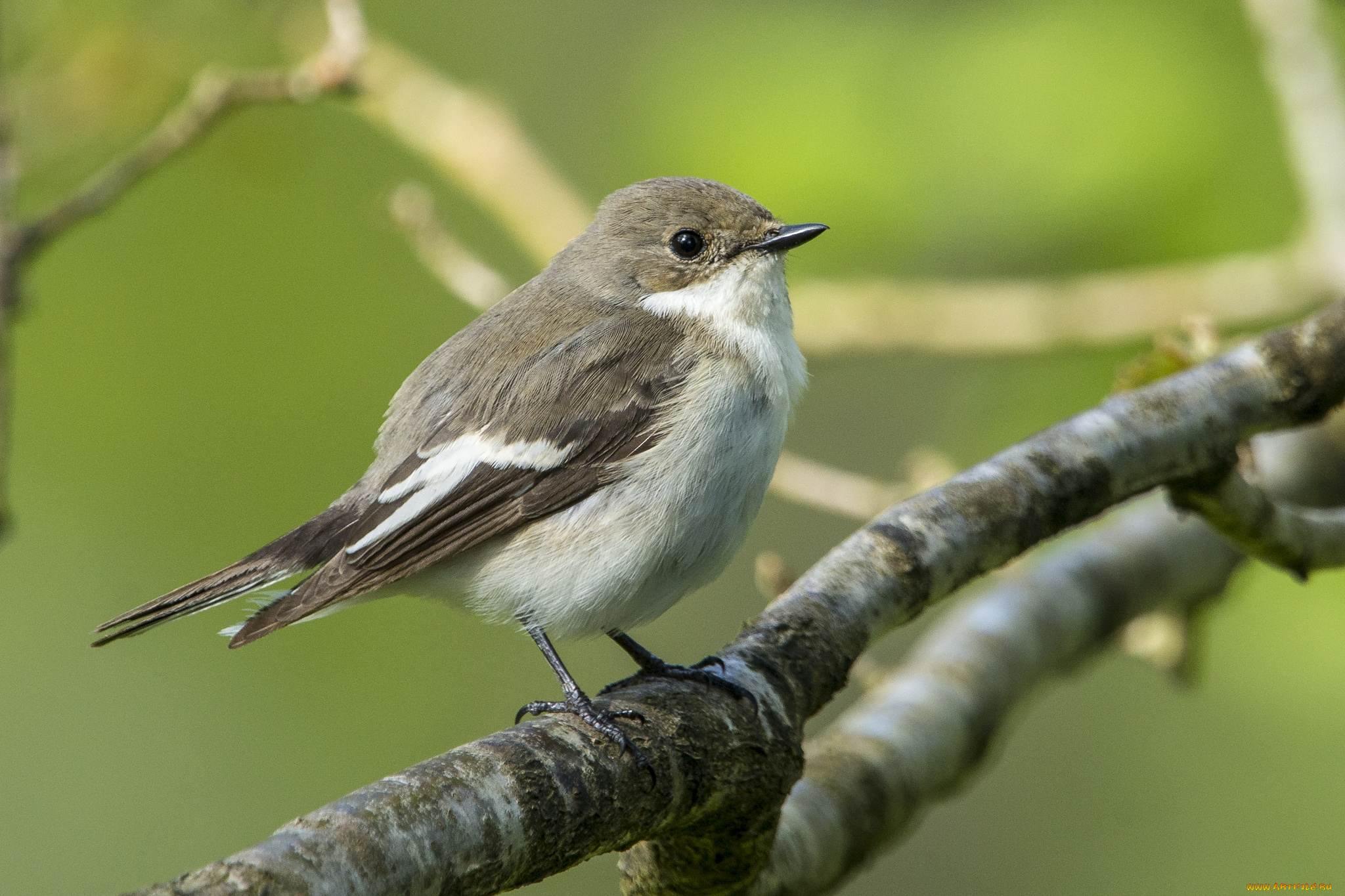 животные, птицы, птичка