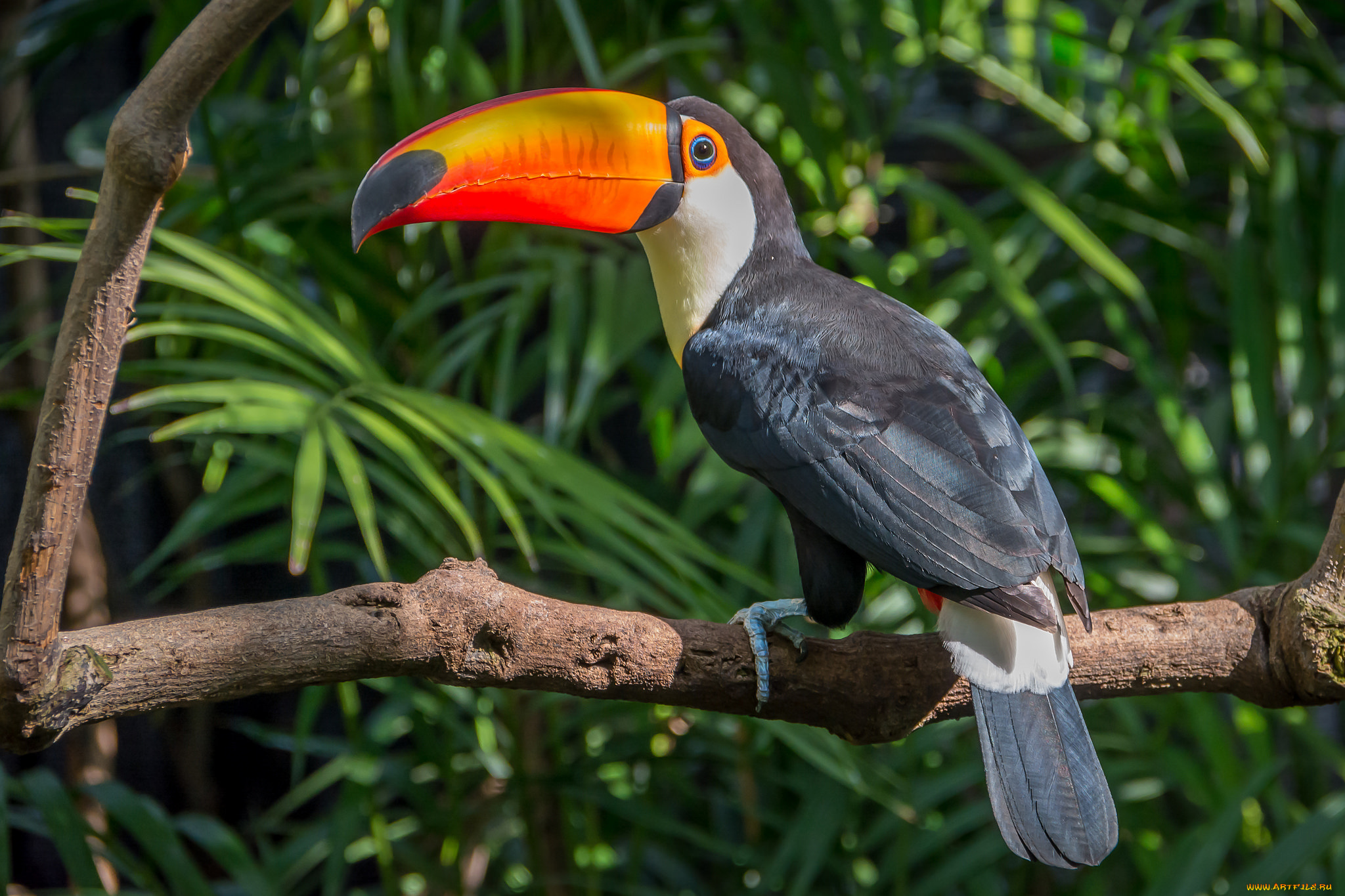 животные, туканы, птичка