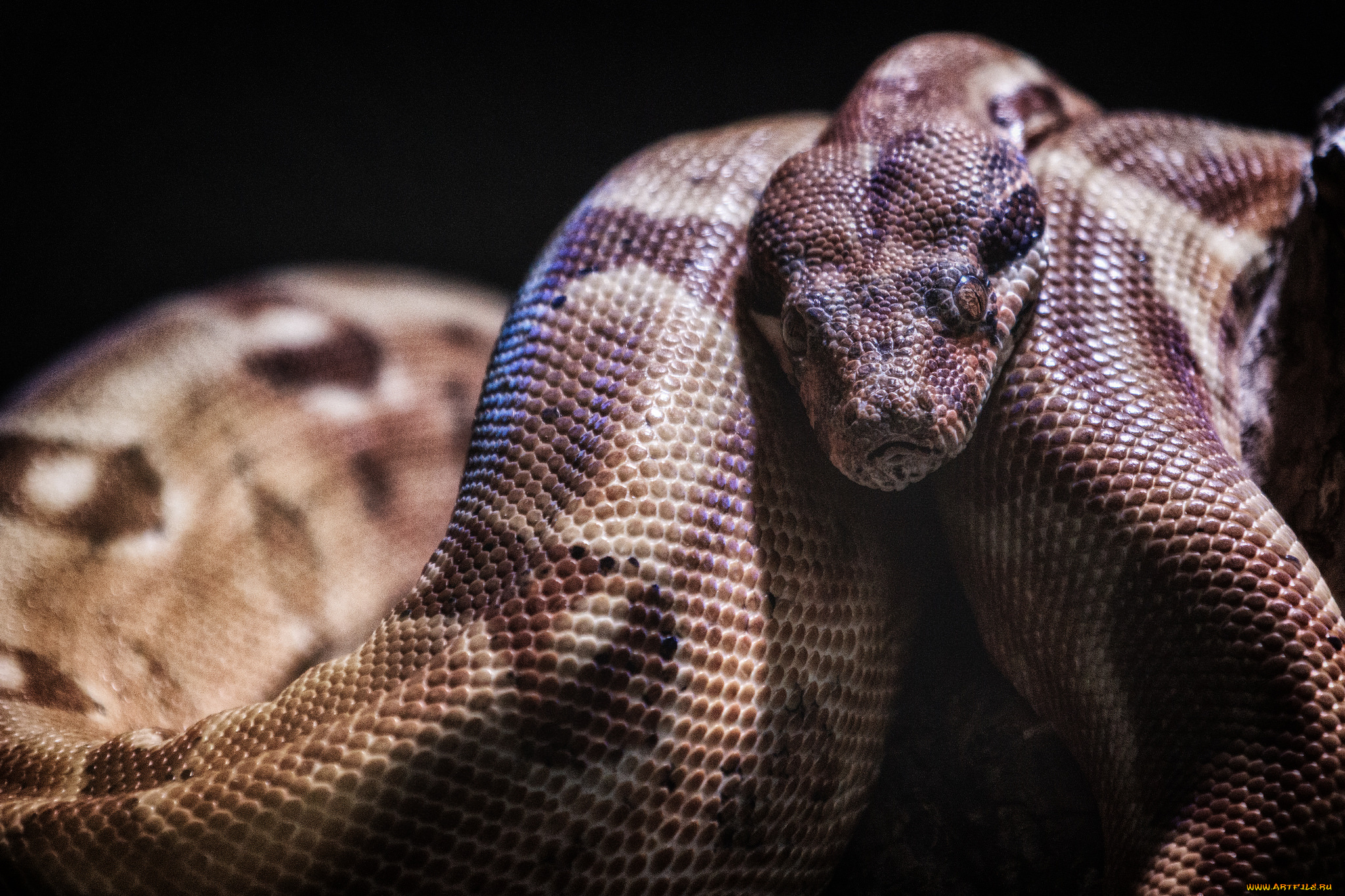 животные, змеи, , питоны, , кобры, удав