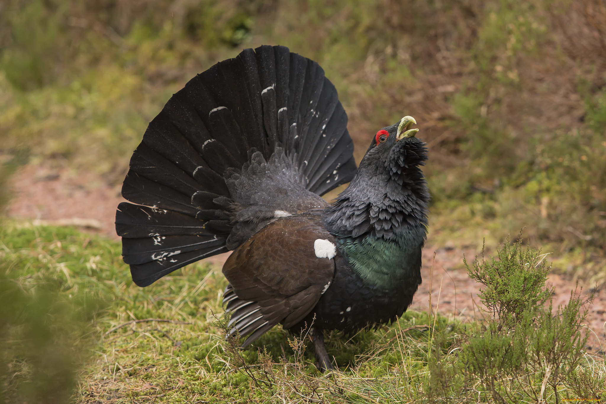 животные, глухари, , тетерева, птичка