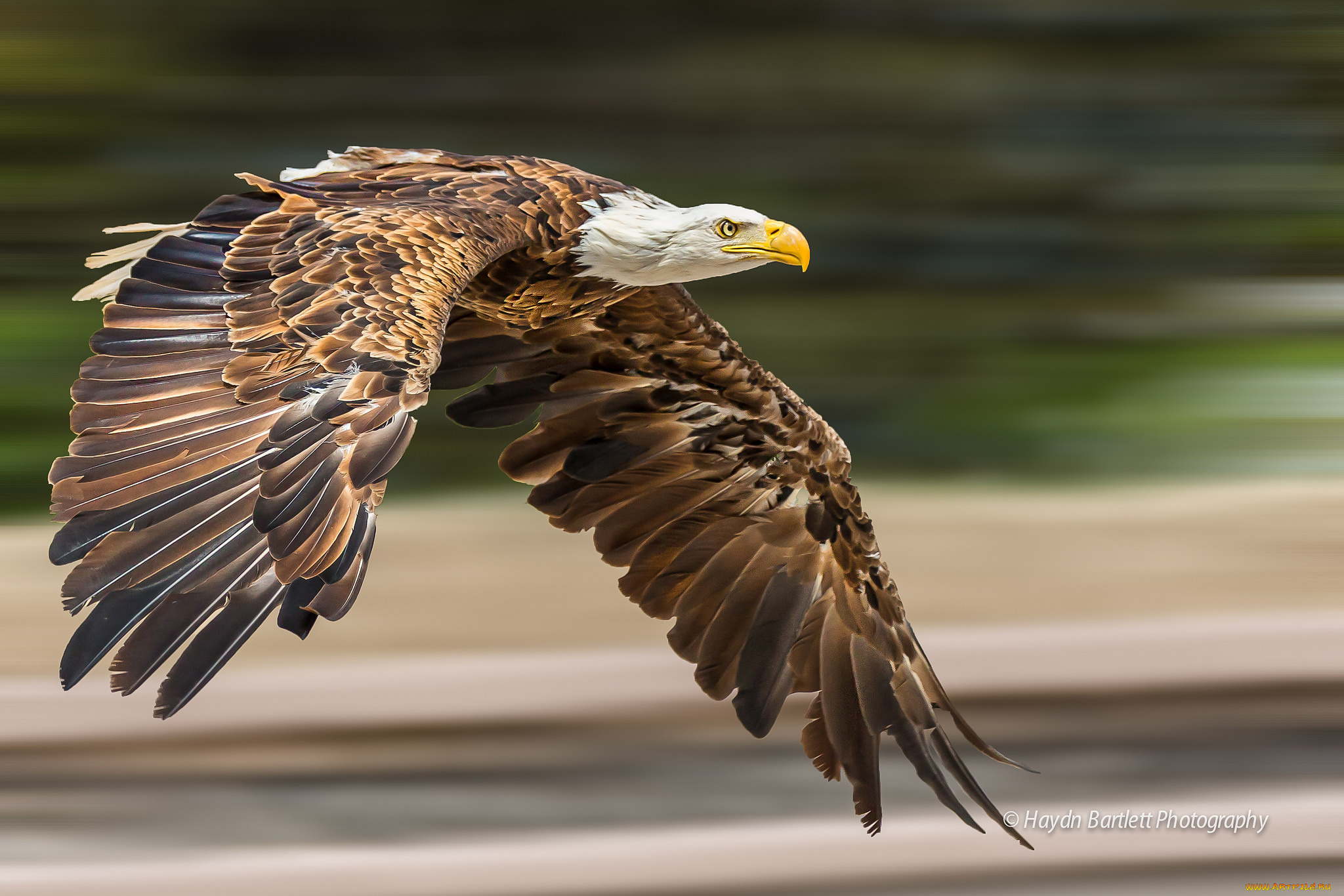 животные, птицы, -, хищники, птичка