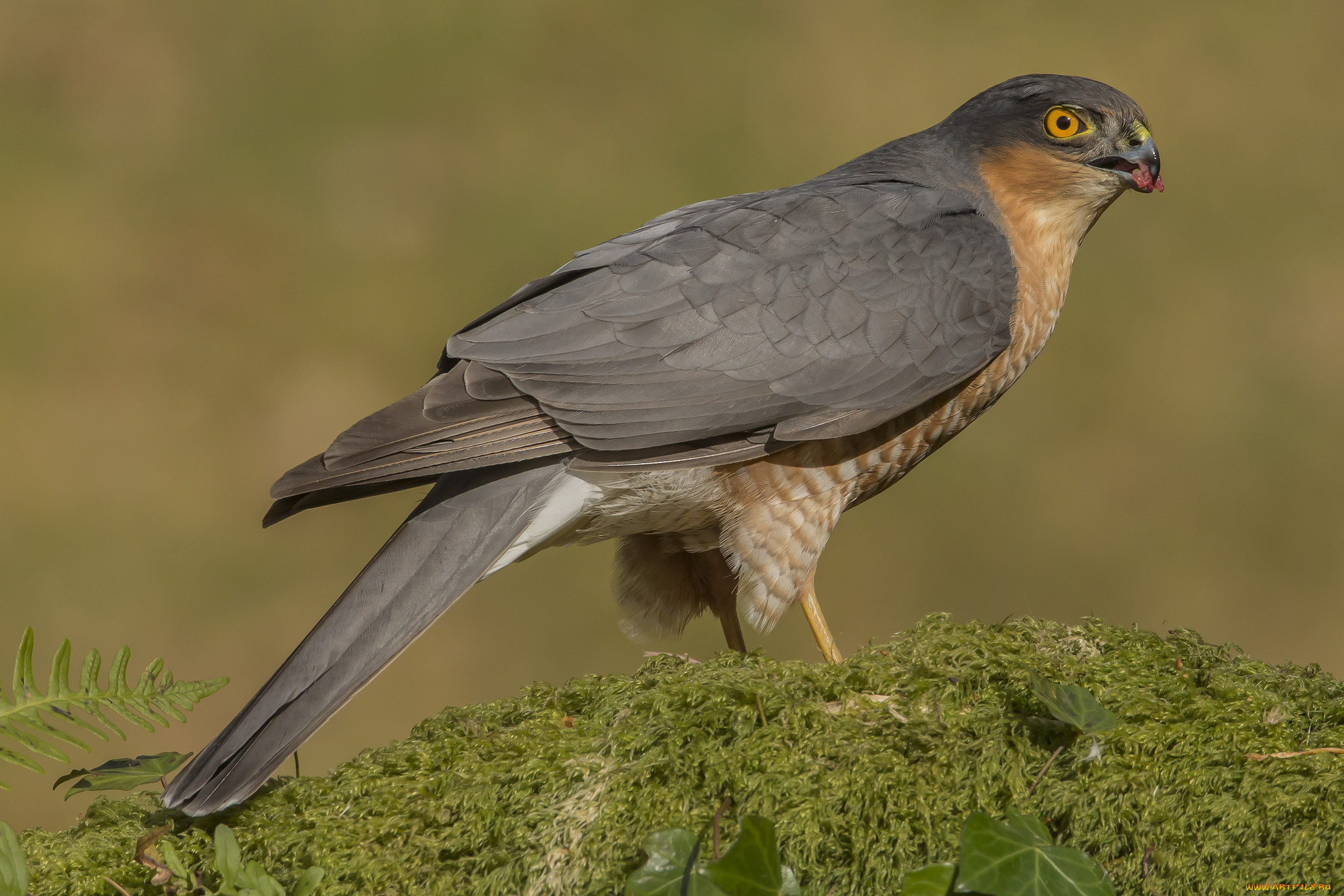 животные, птицы, -, хищники, птичка