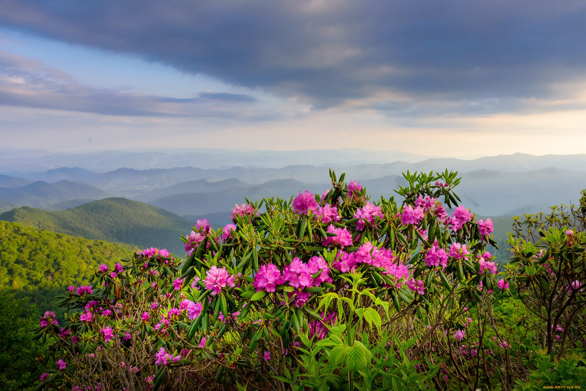 природа, пейзажи, цветы