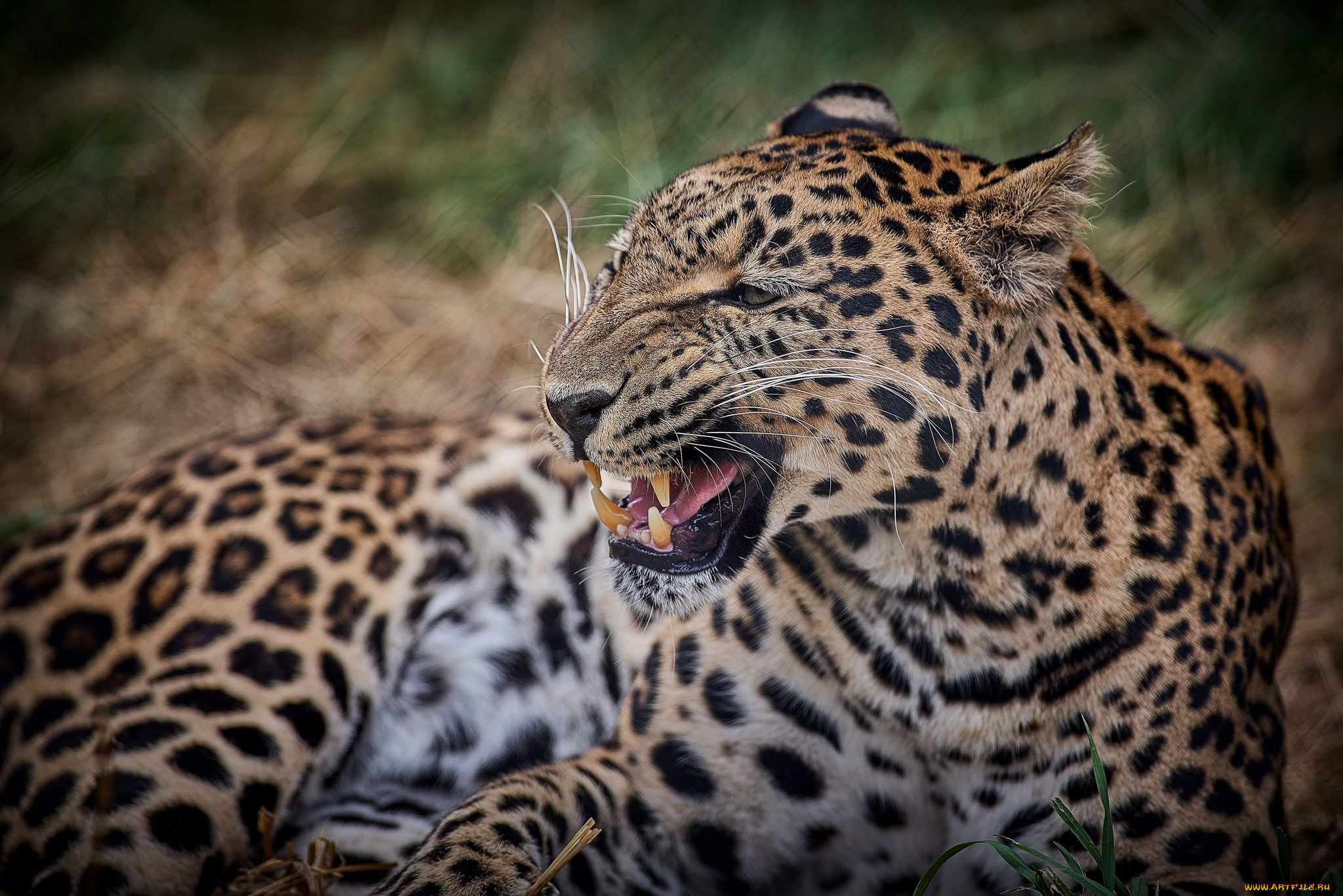 животные, леопарды, оскал, клыки, пасть, злость, угроза, гримаса