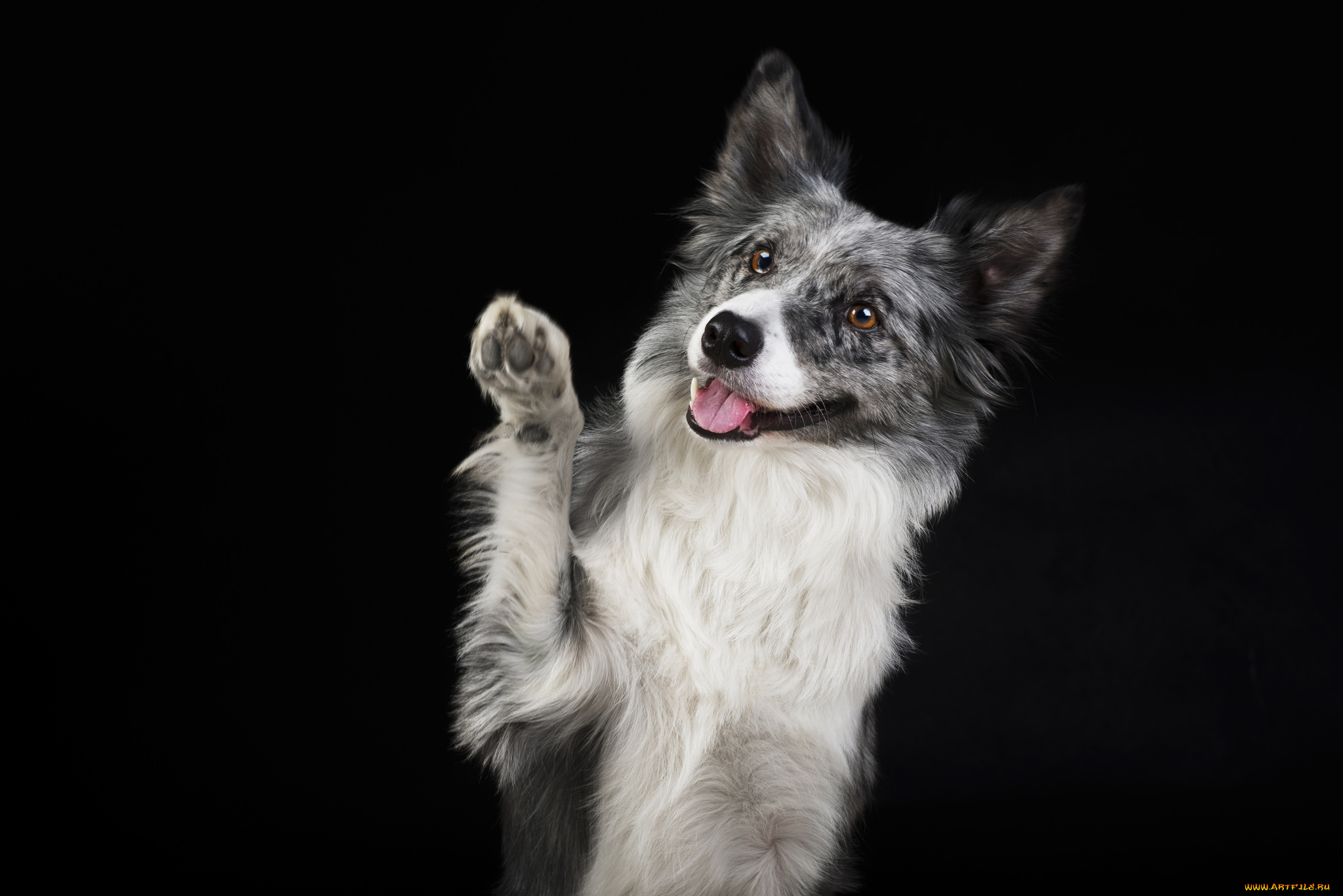 животные, собаки, пес