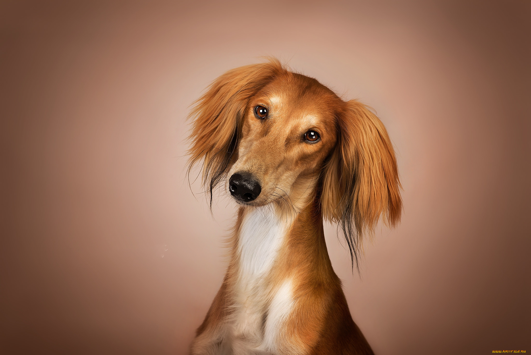 животные, собаки, пес