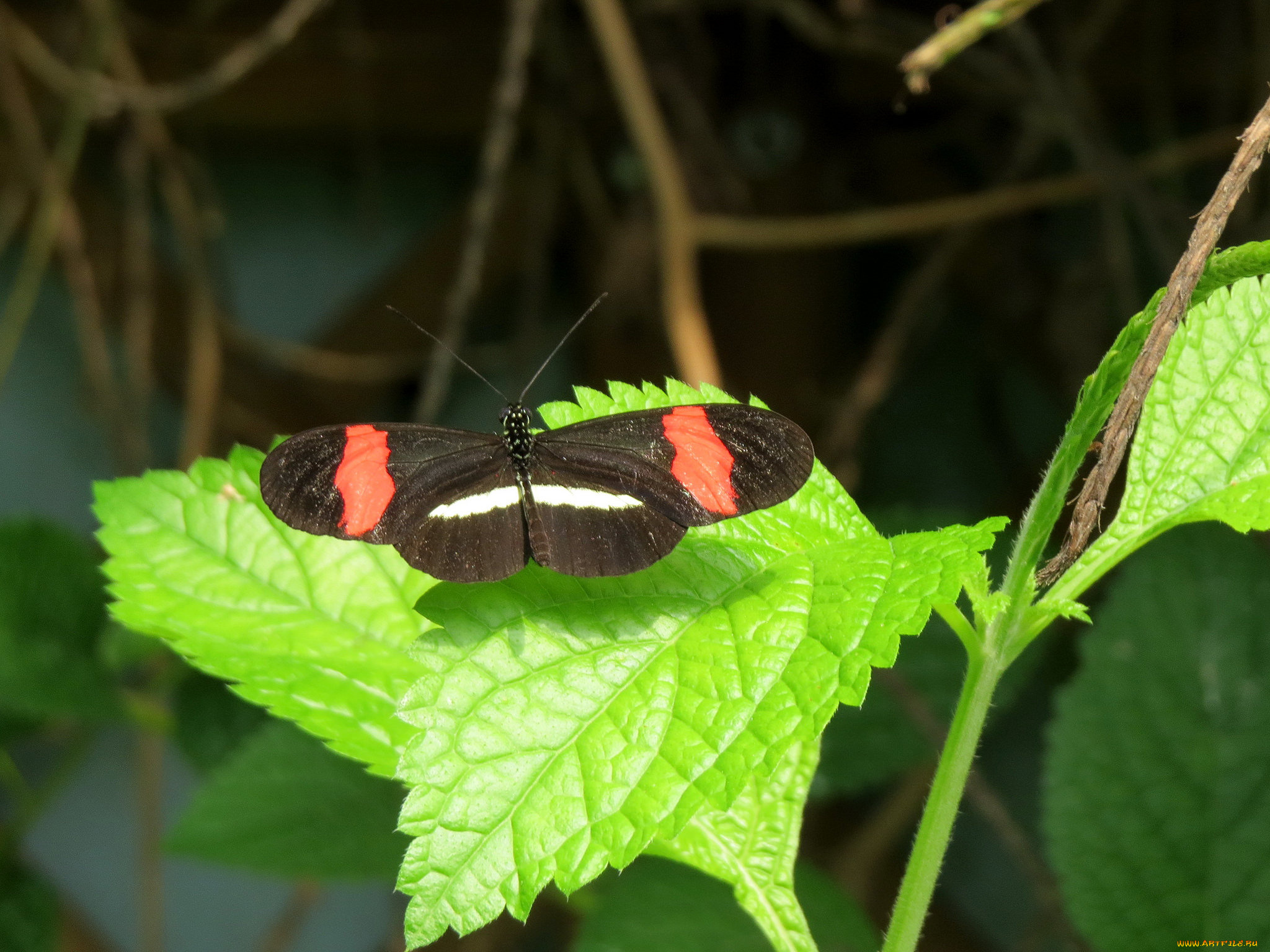 животные, бабочки, , мотыльки, , моли, бабочка