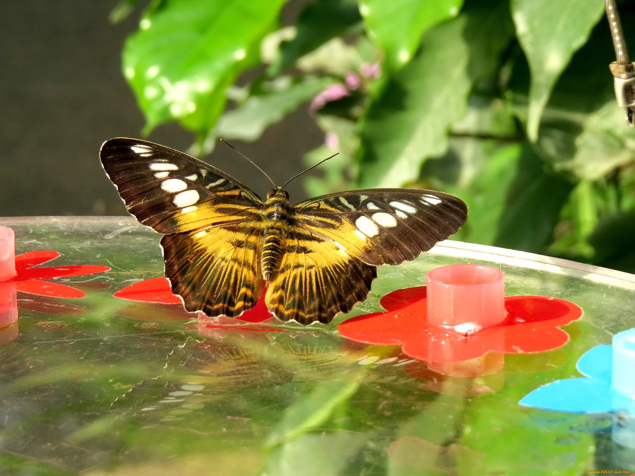 животные, бабочки, , мотыльки, , моли, бабочка