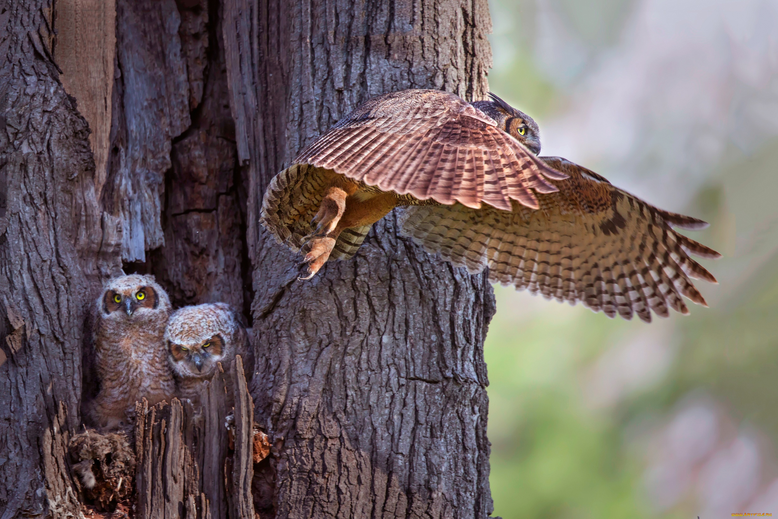 животные, совы, птенцы, дерево, сова, крылья, полёт