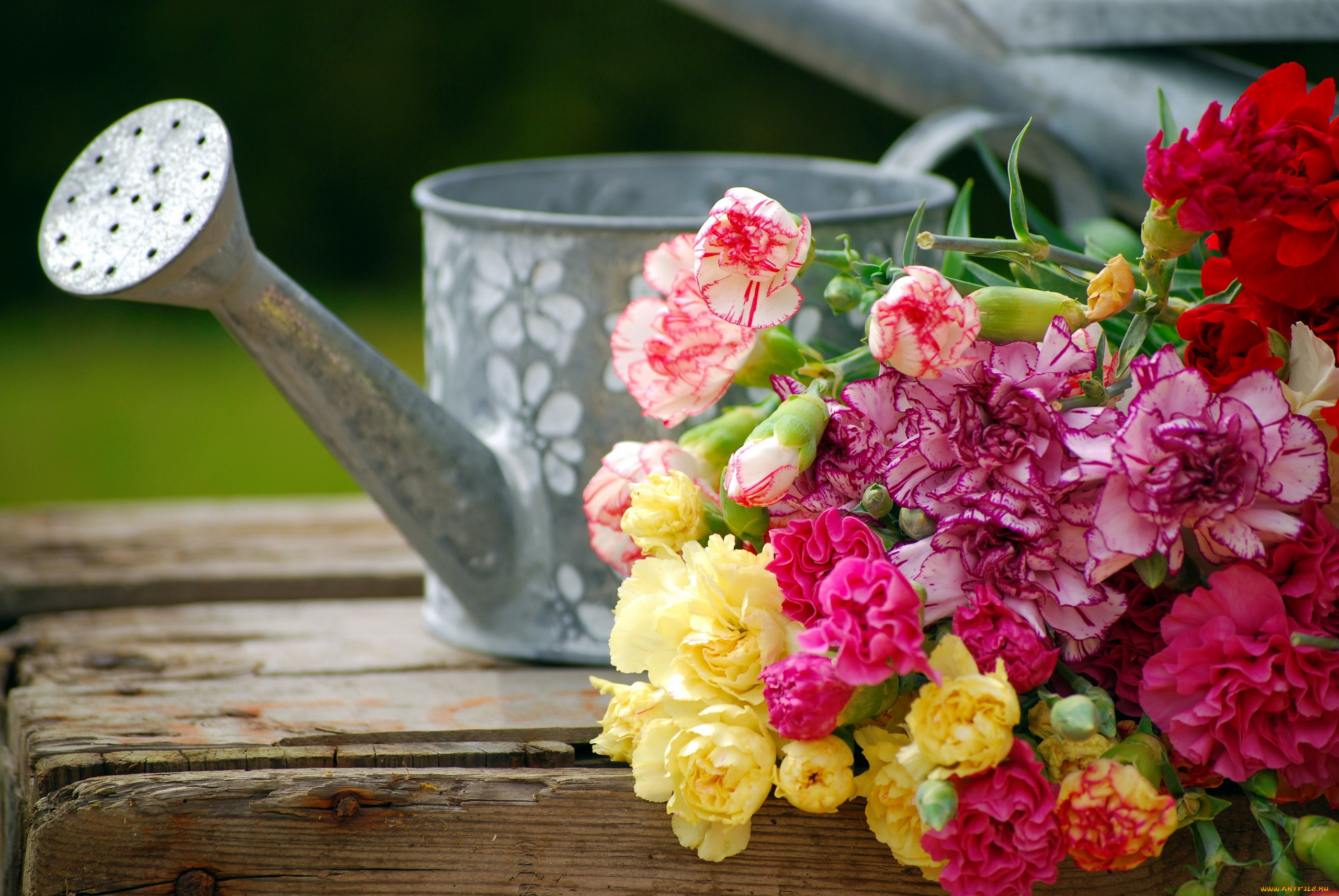 цветы, гвоздики, бутоны