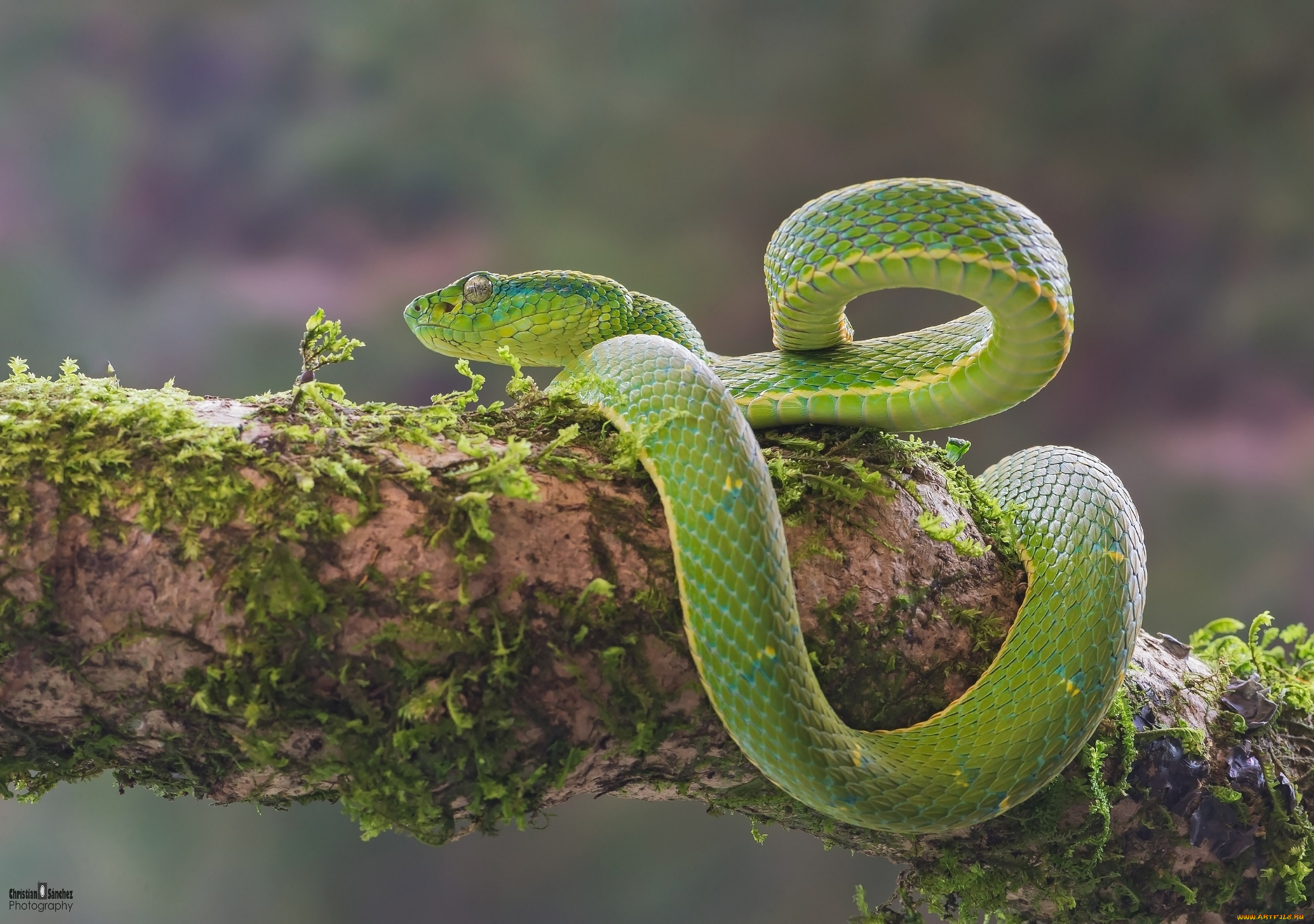 животные, змеи, , питоны, , кобры, мох