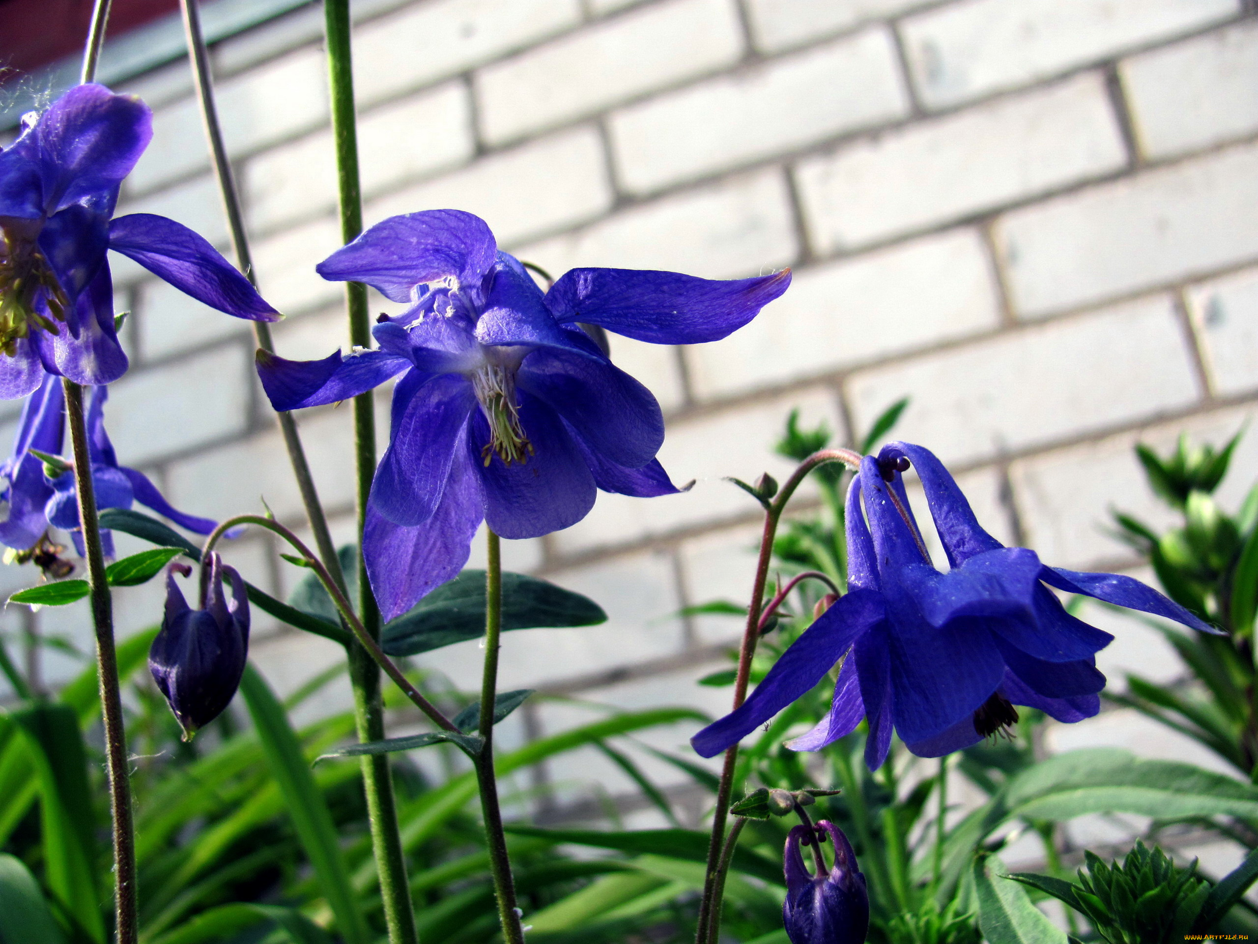 цветы, аквилегия, , водосбор, синий