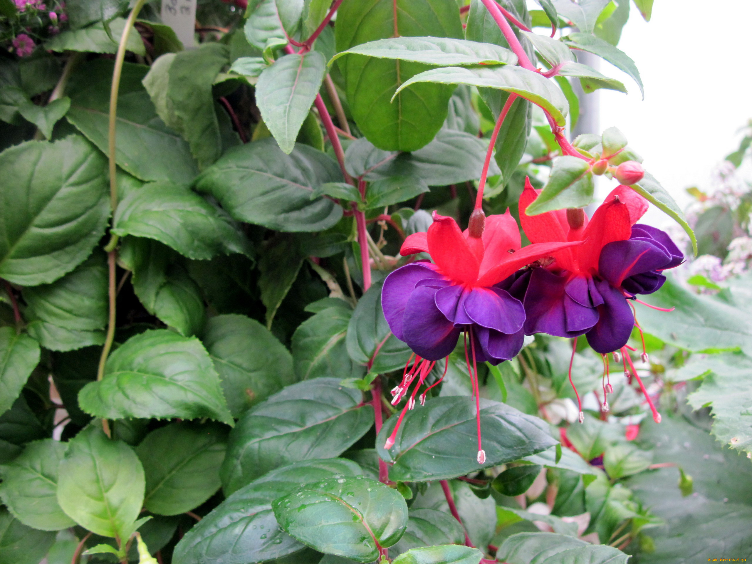 цветы, фуксия, лиловый, розовый