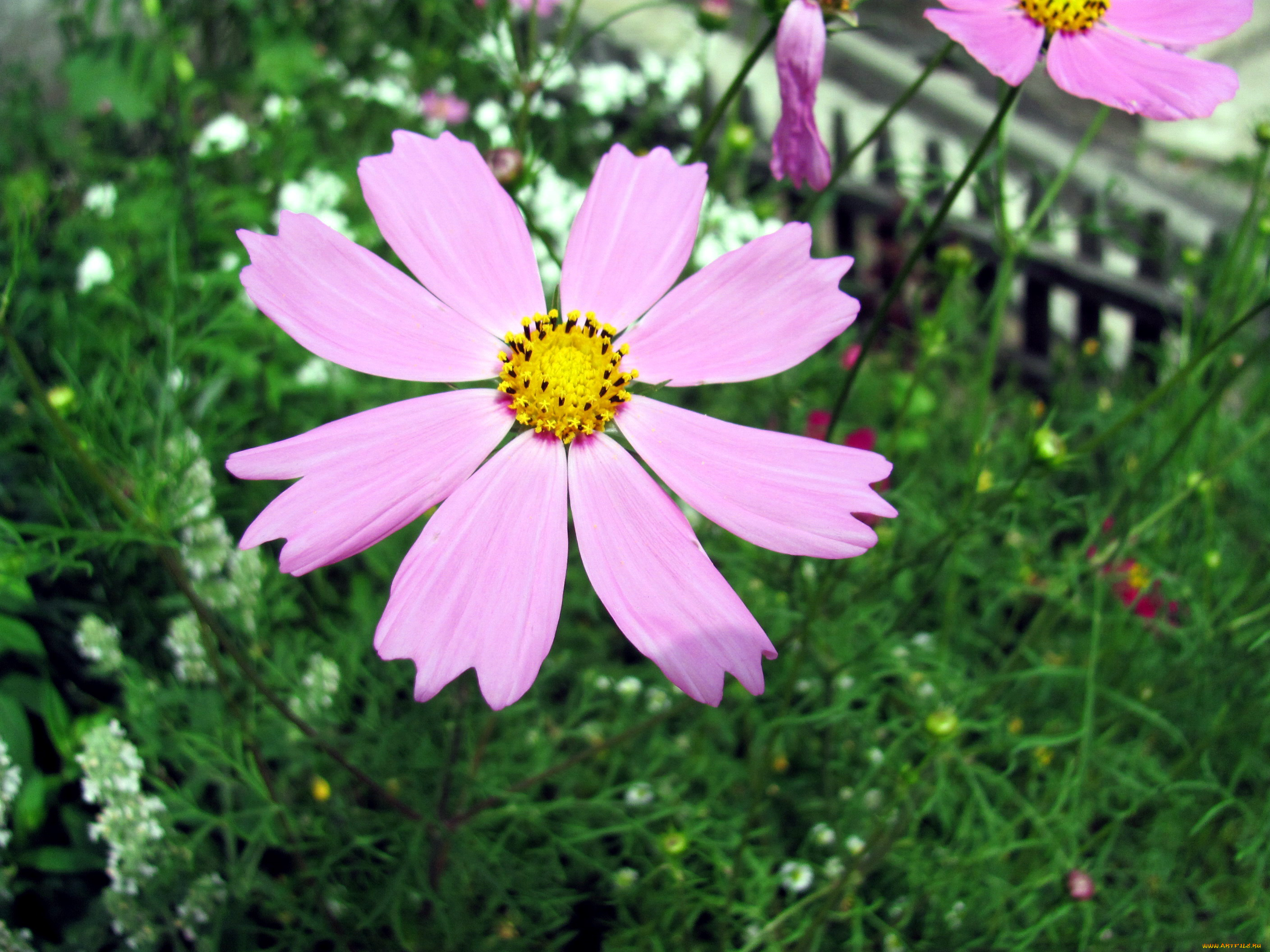 цветы, космея, макро