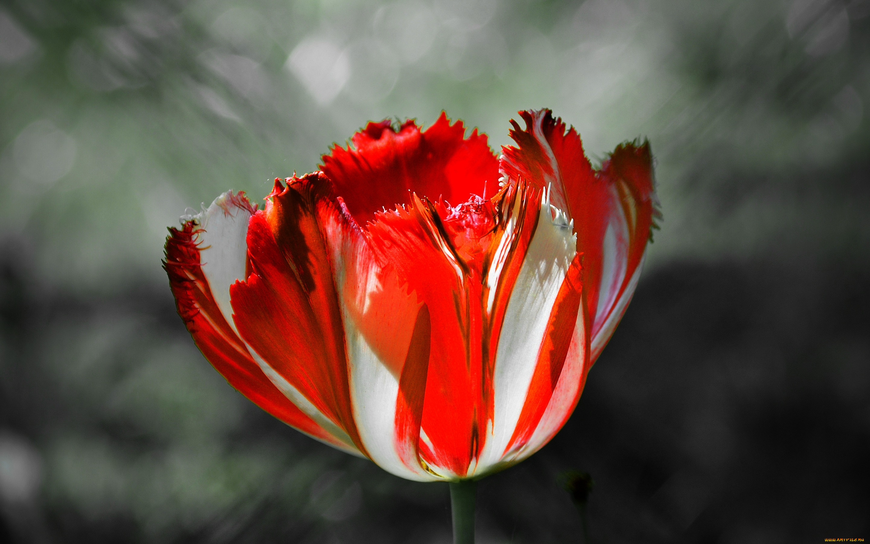 цветы, тюльпаны, тюльпан, макро