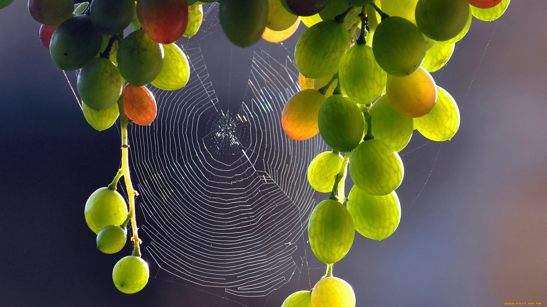 природа, ягоды, , виноград, виноград