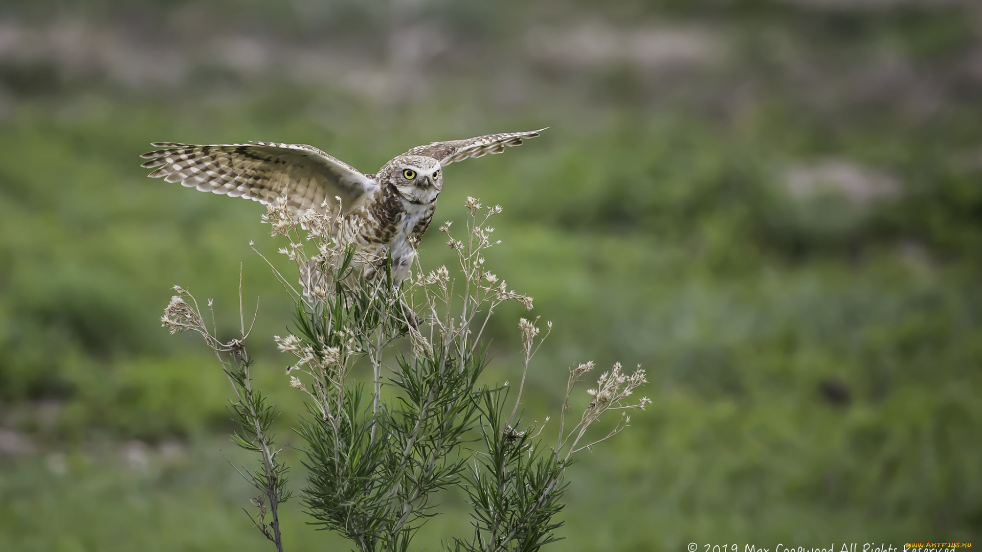 животные, совы, птица