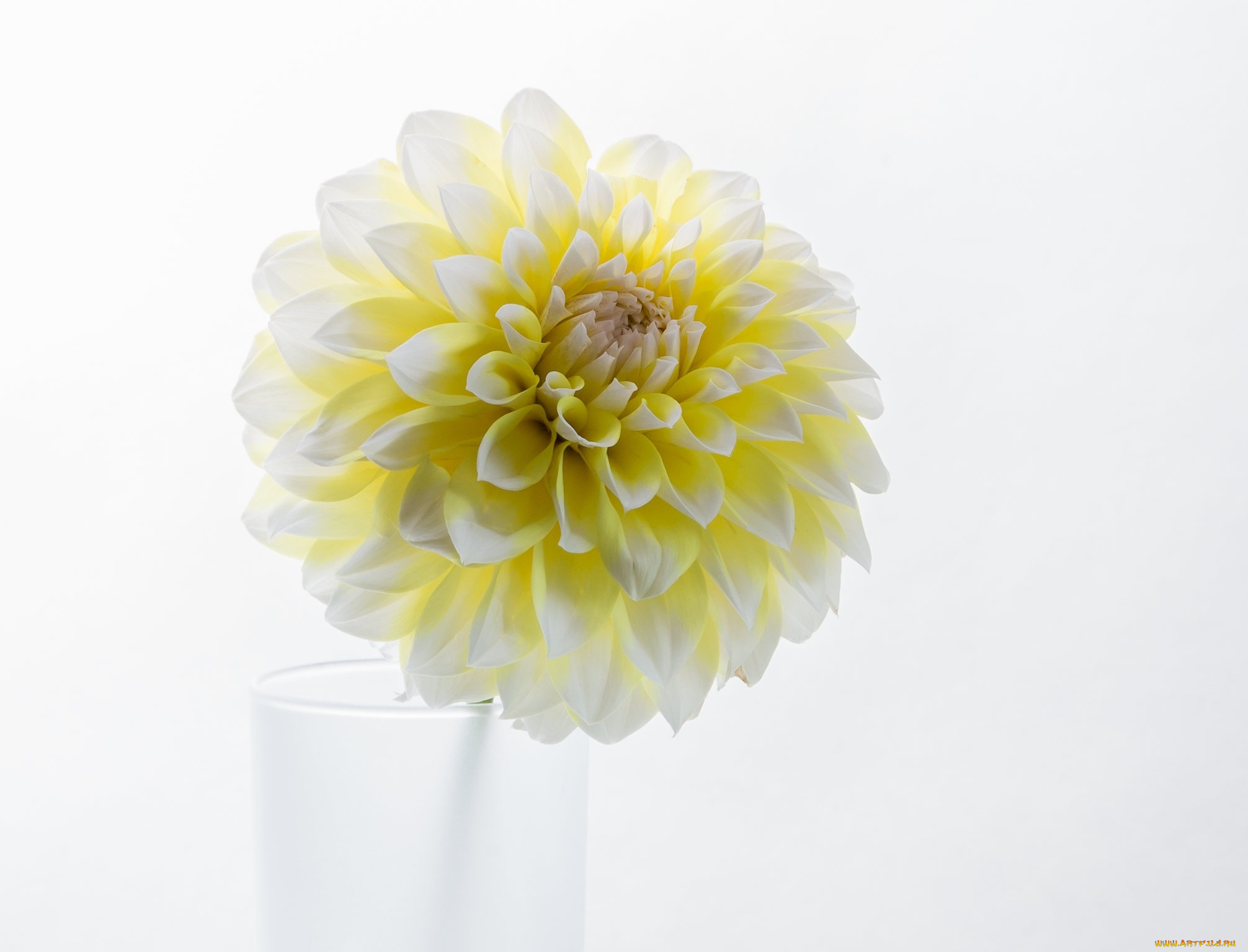 цветы, георгины, георгина