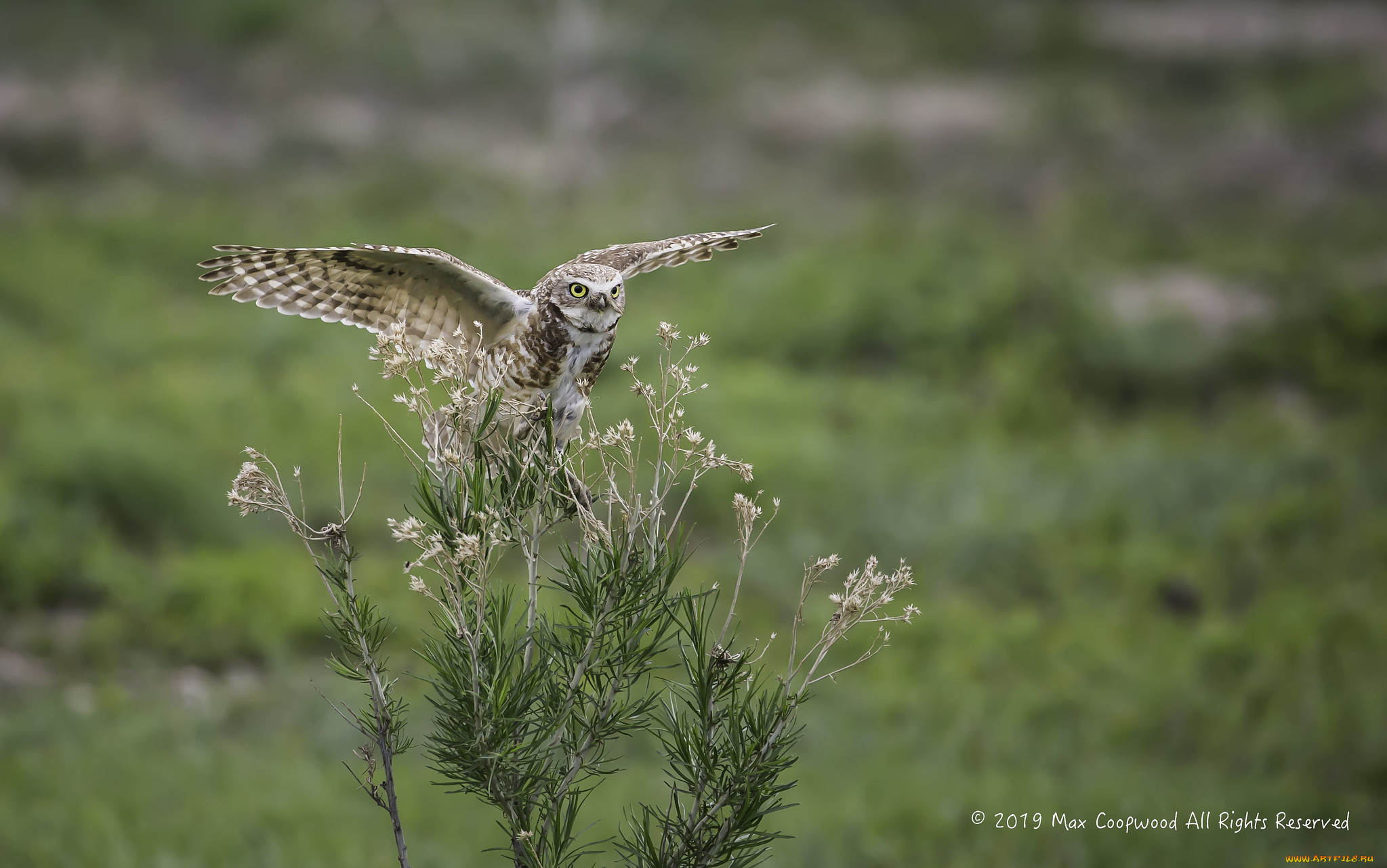 животные, совы, птица