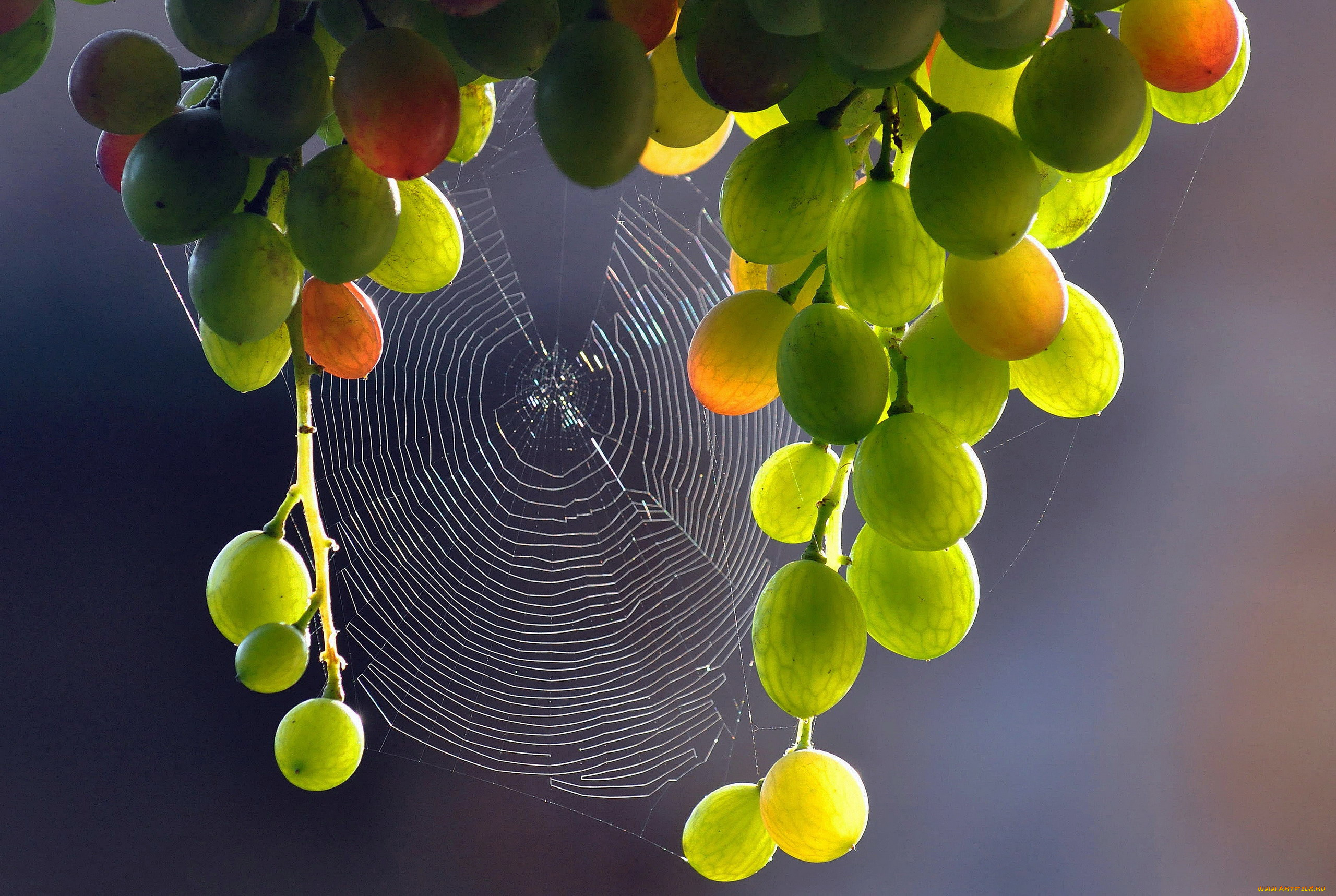 природа, ягоды, , виноград, виноград