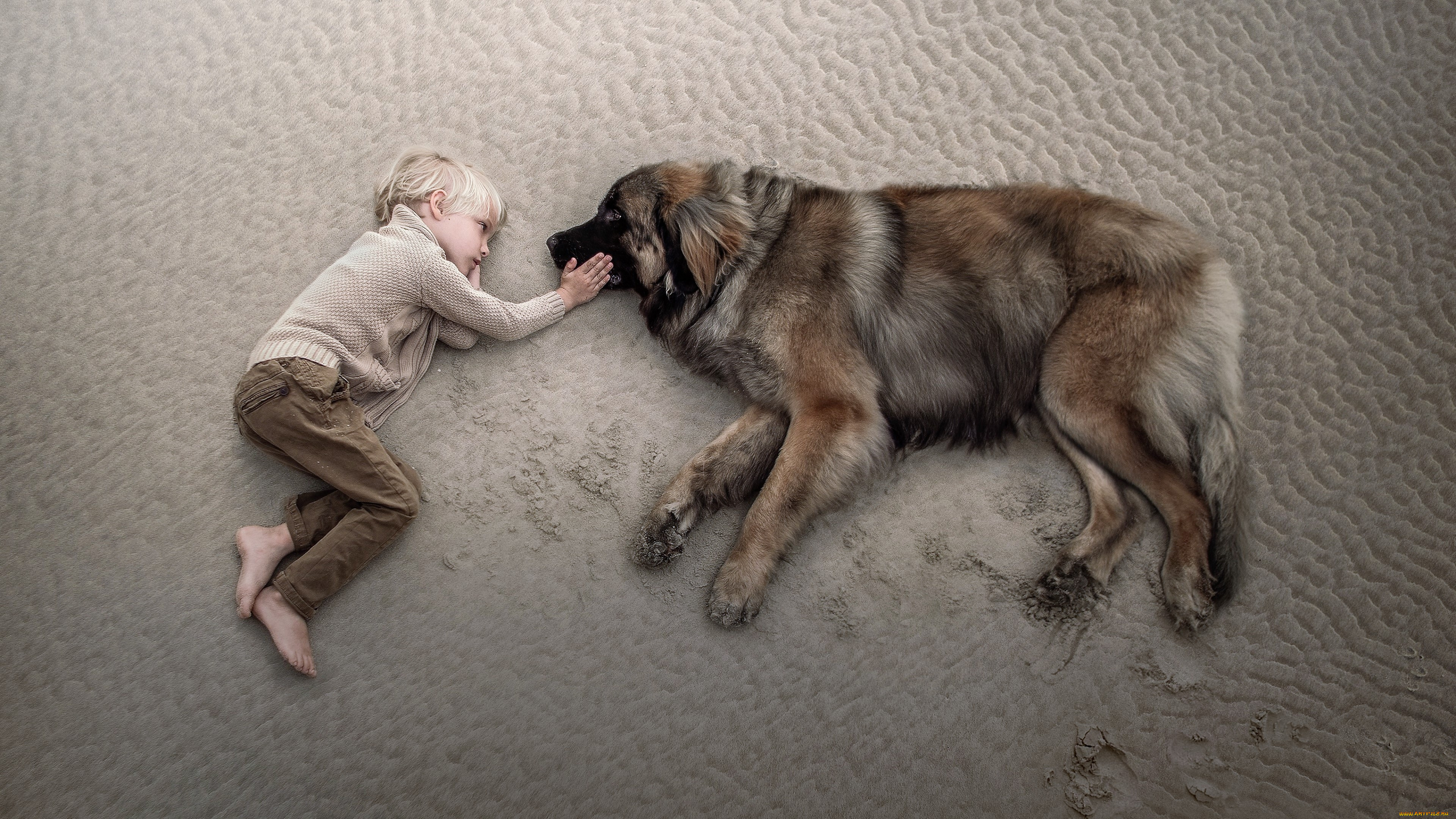 разное, дети, мальчик, собака