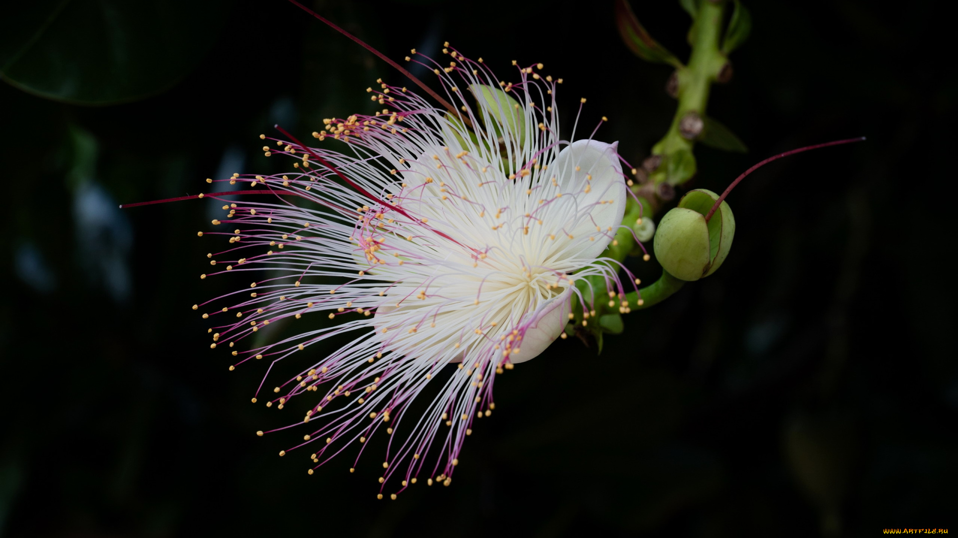 barringtonia, цветы