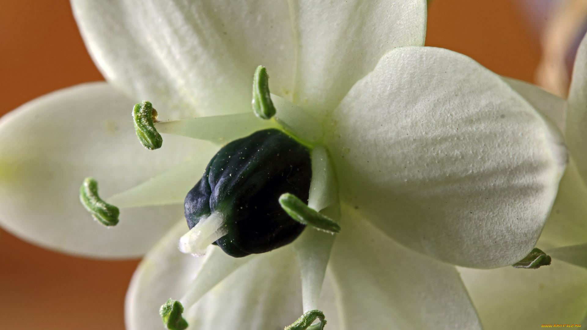 chincherinchee, floret, цветы, chincherinchee, floret