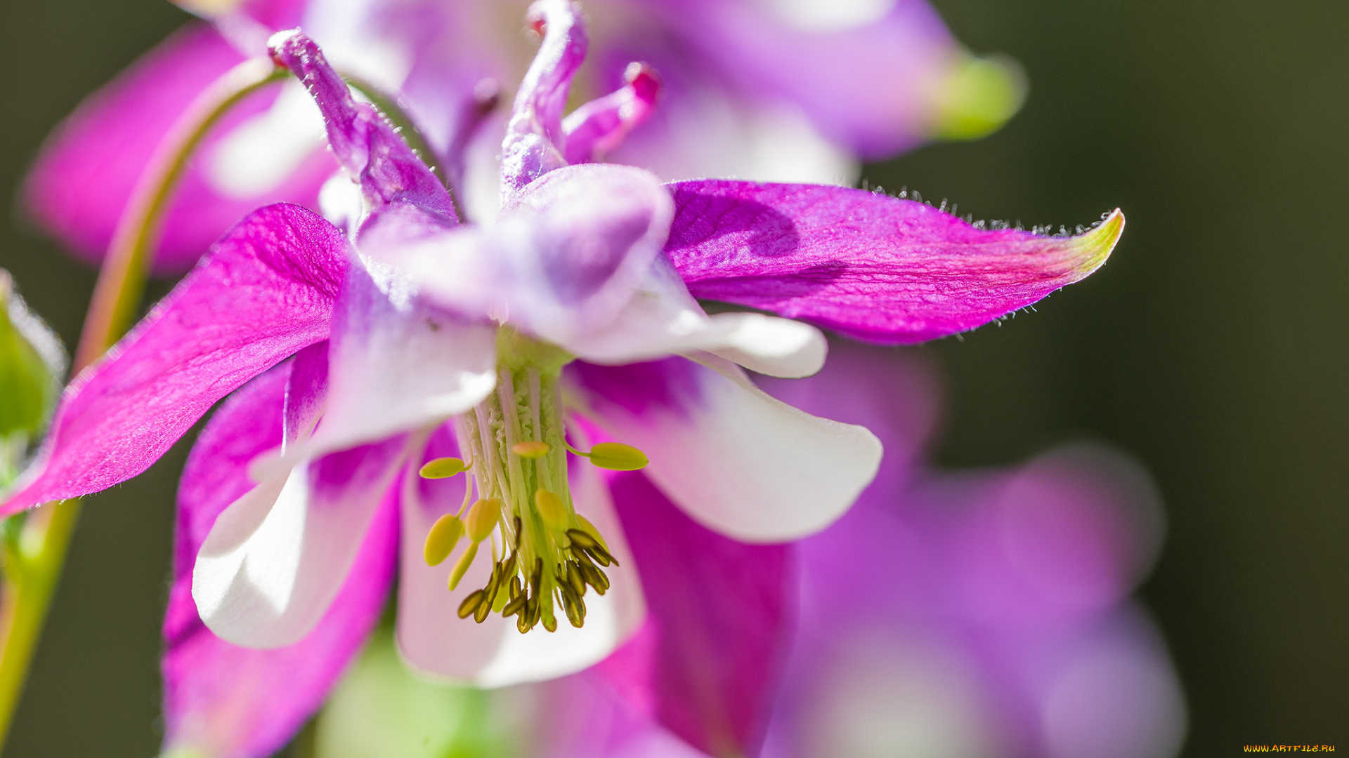 цветы, аквилегия, , водосбор, розовый