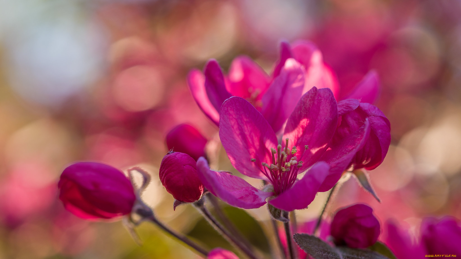 цветы, цветущие, деревья, , , кустарники, яблоня