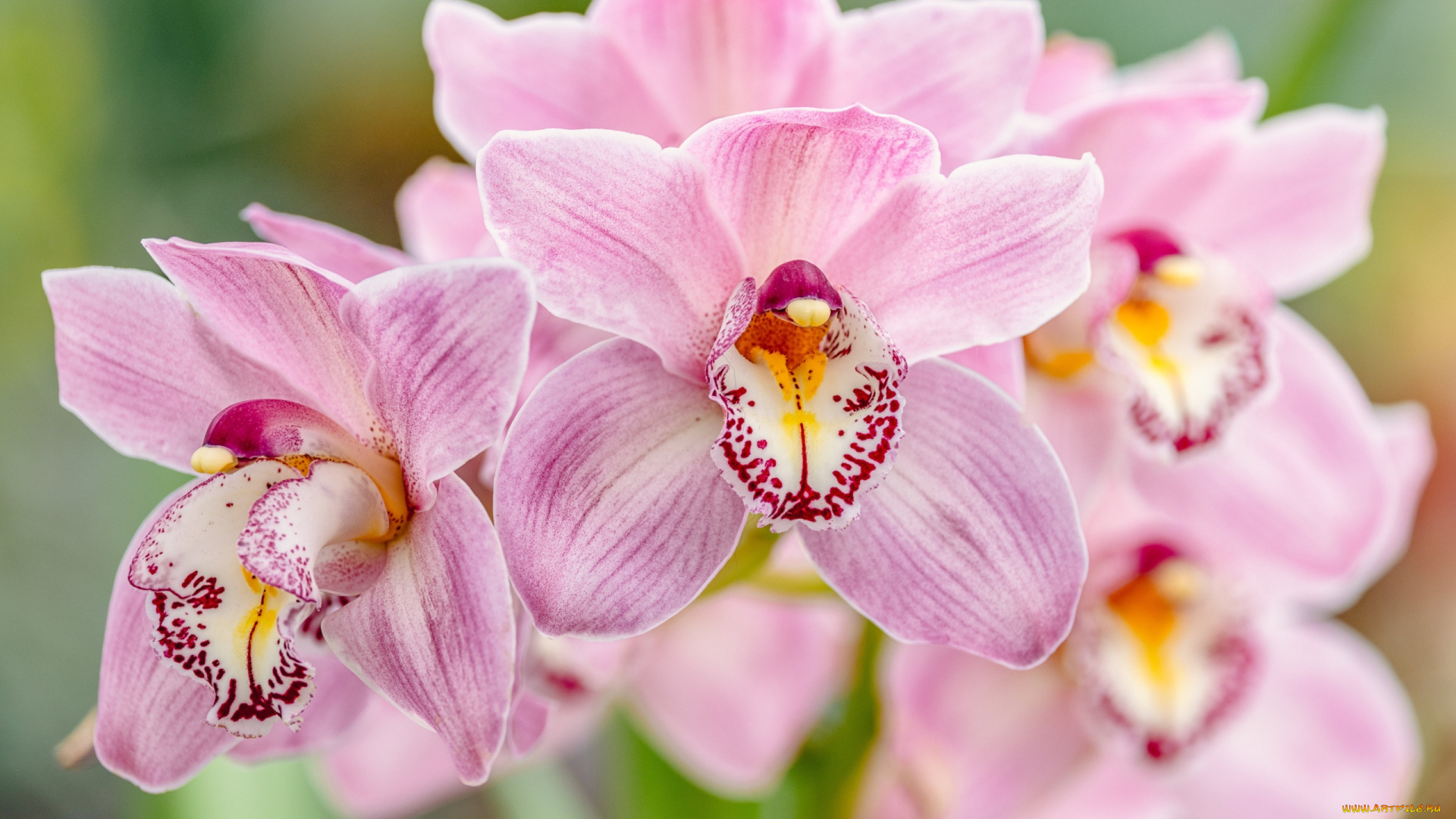 цветы, орхидеи, розовые, макро