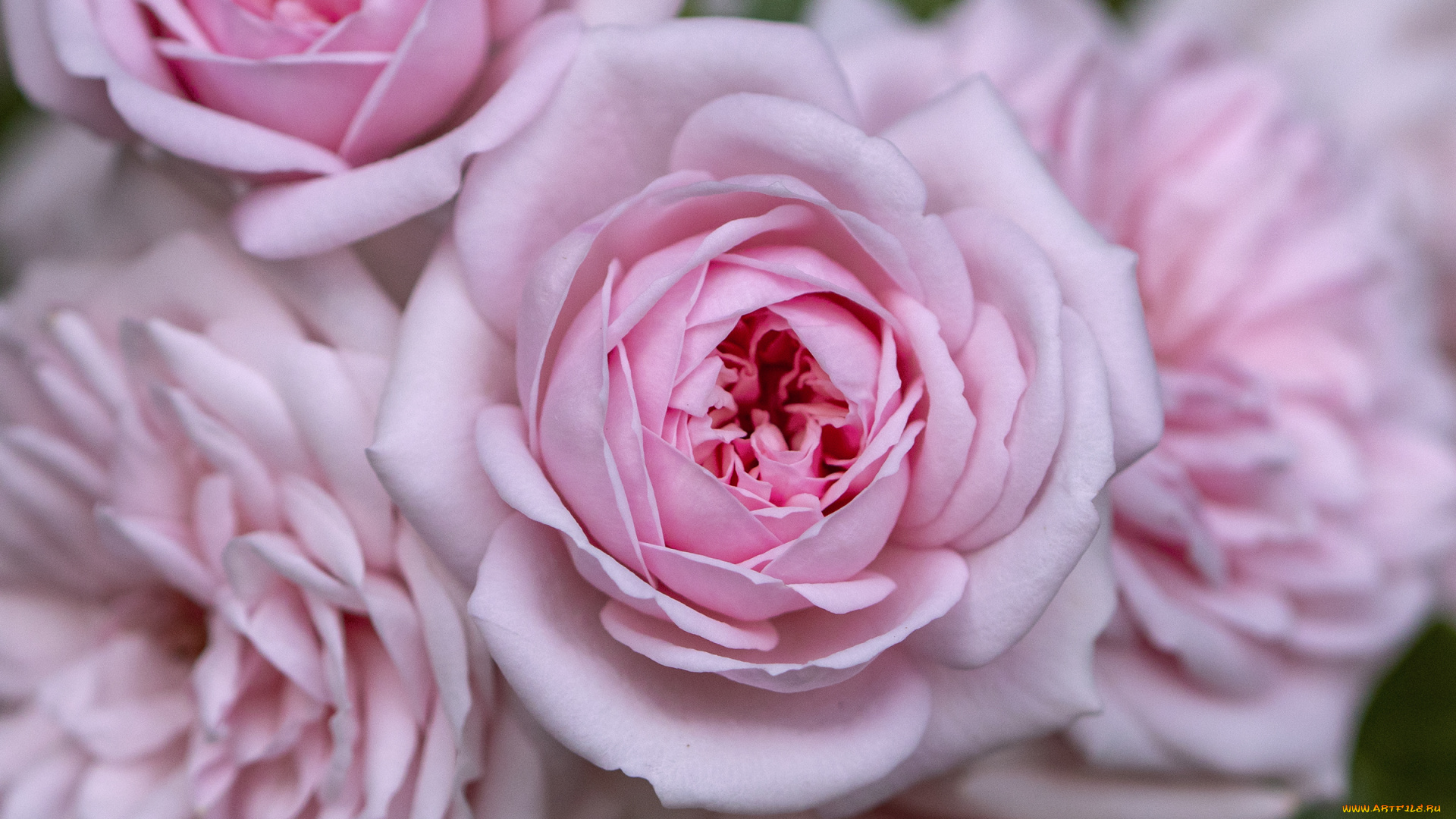 цветы, розы, розовые