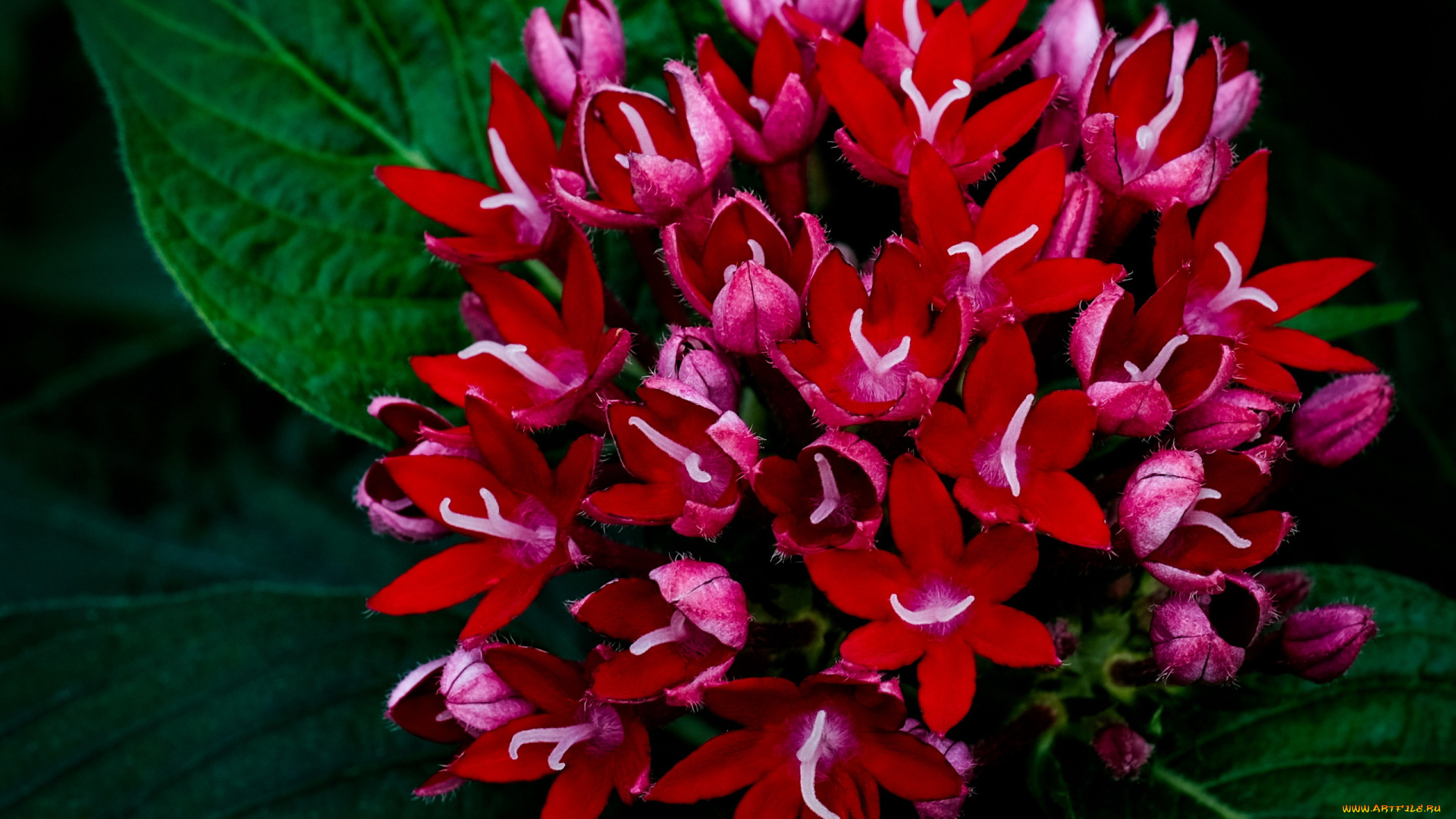 egyptain, starcluster, цветы, egyptain, starcluster