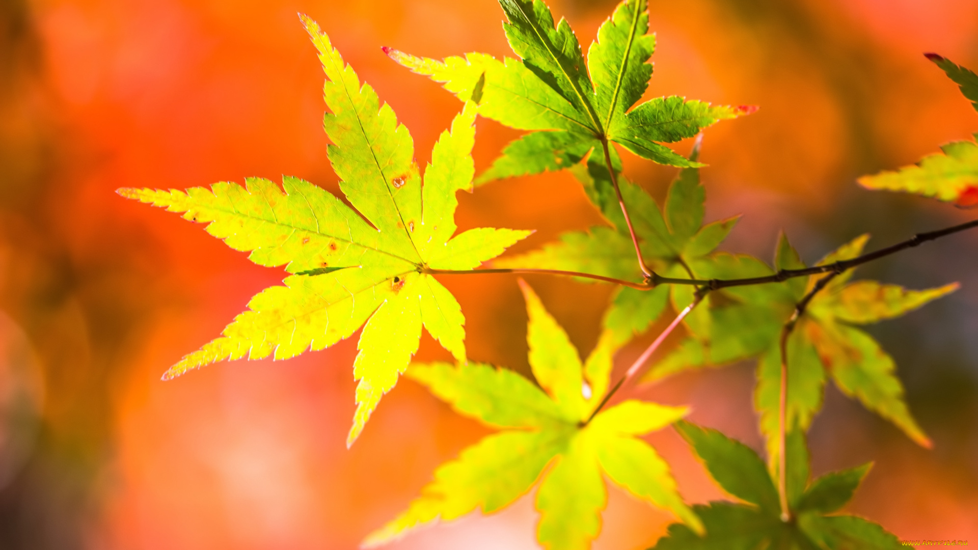 природа, листья, лето