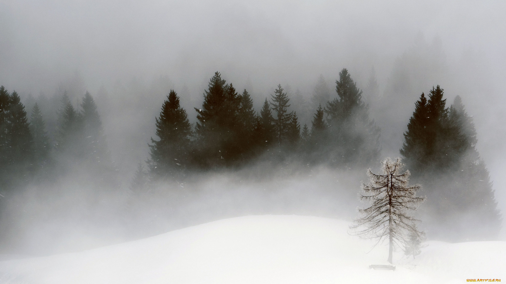 природа, зима, снег