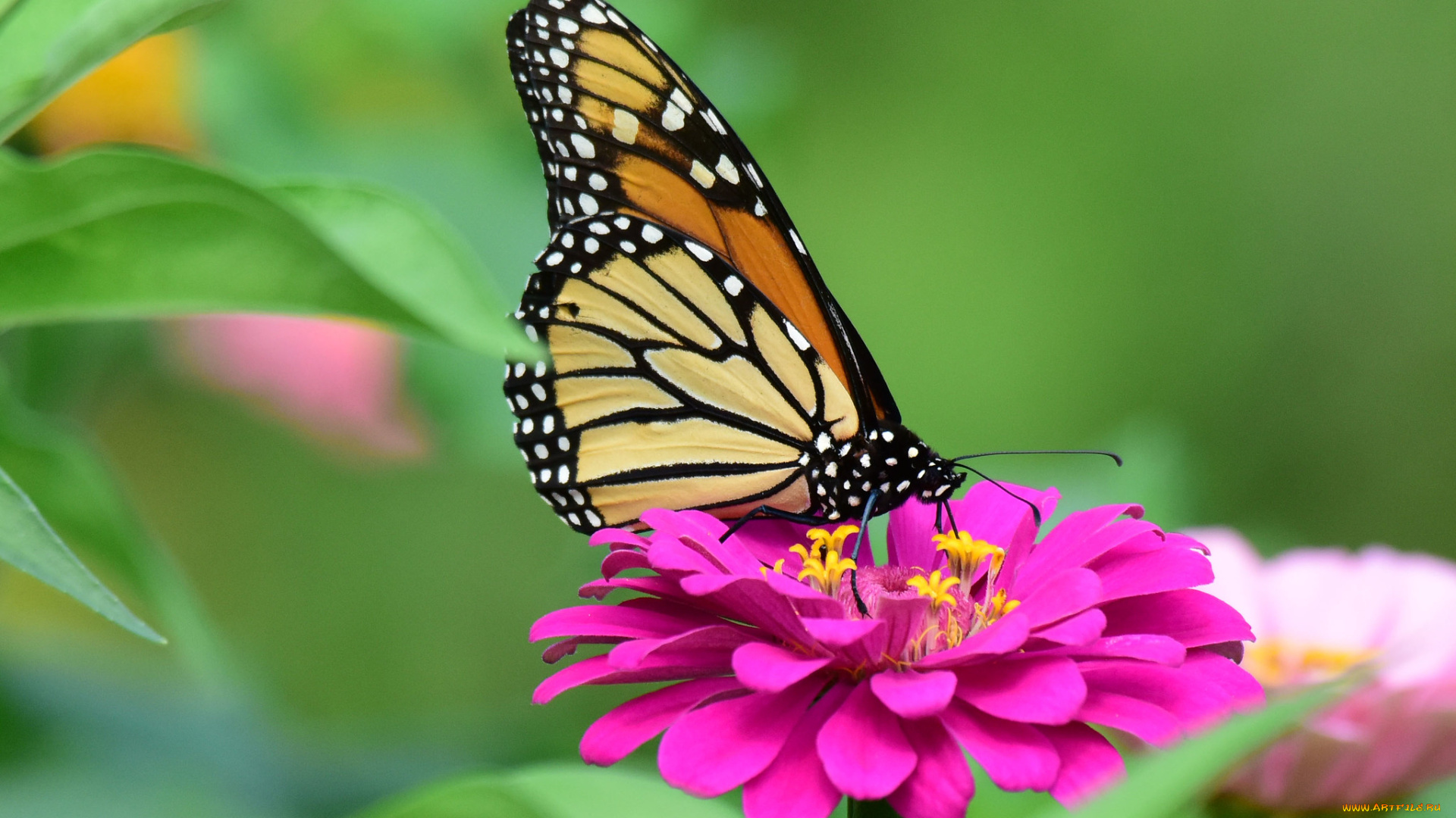 животные, бабочки, , мотыльки, , моли, бабочка