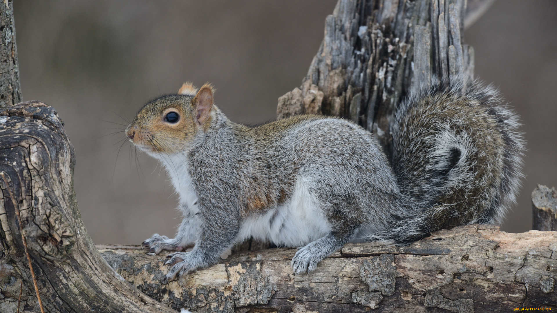 животные, белки, белка