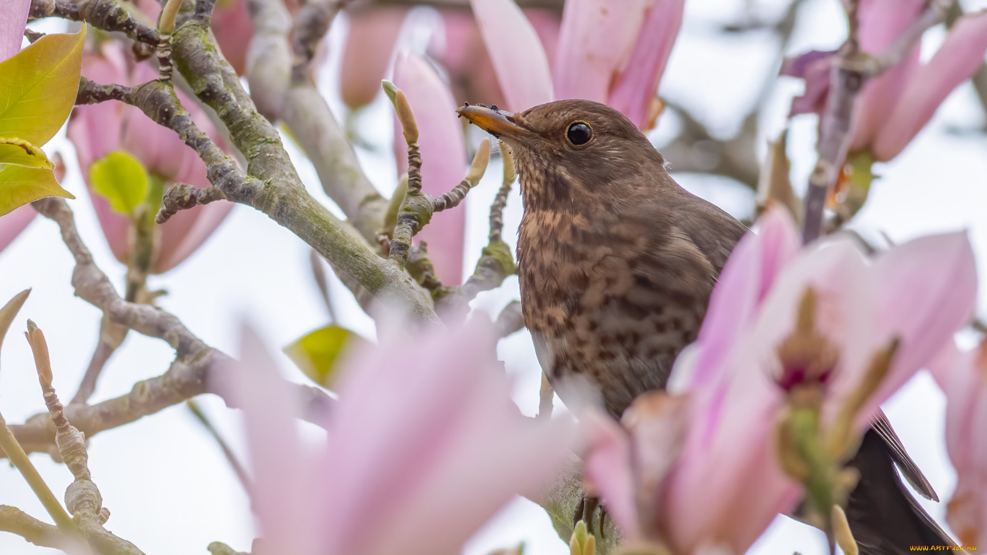 животные, птицы, птица