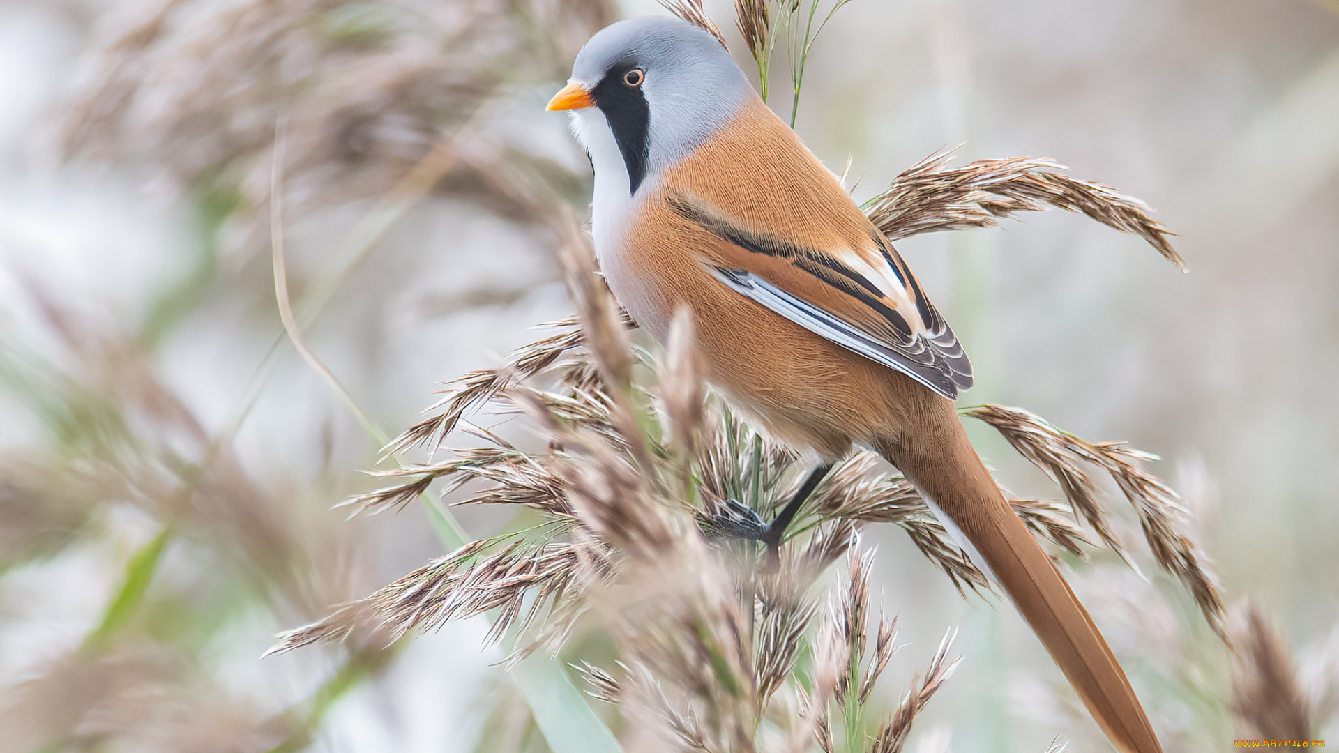 животные, синицы, , лазоревки, птица