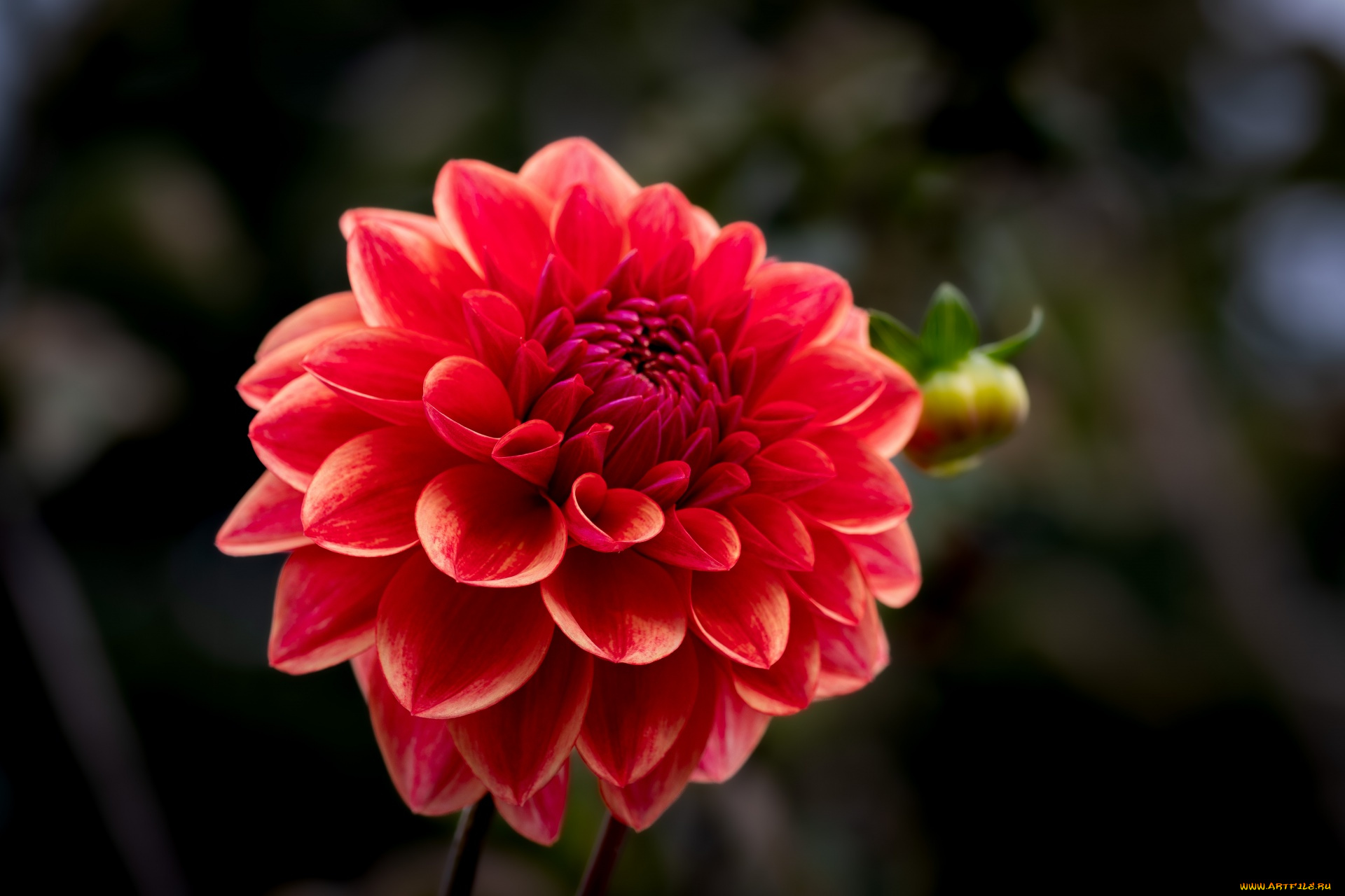 цветы, георгины, макро