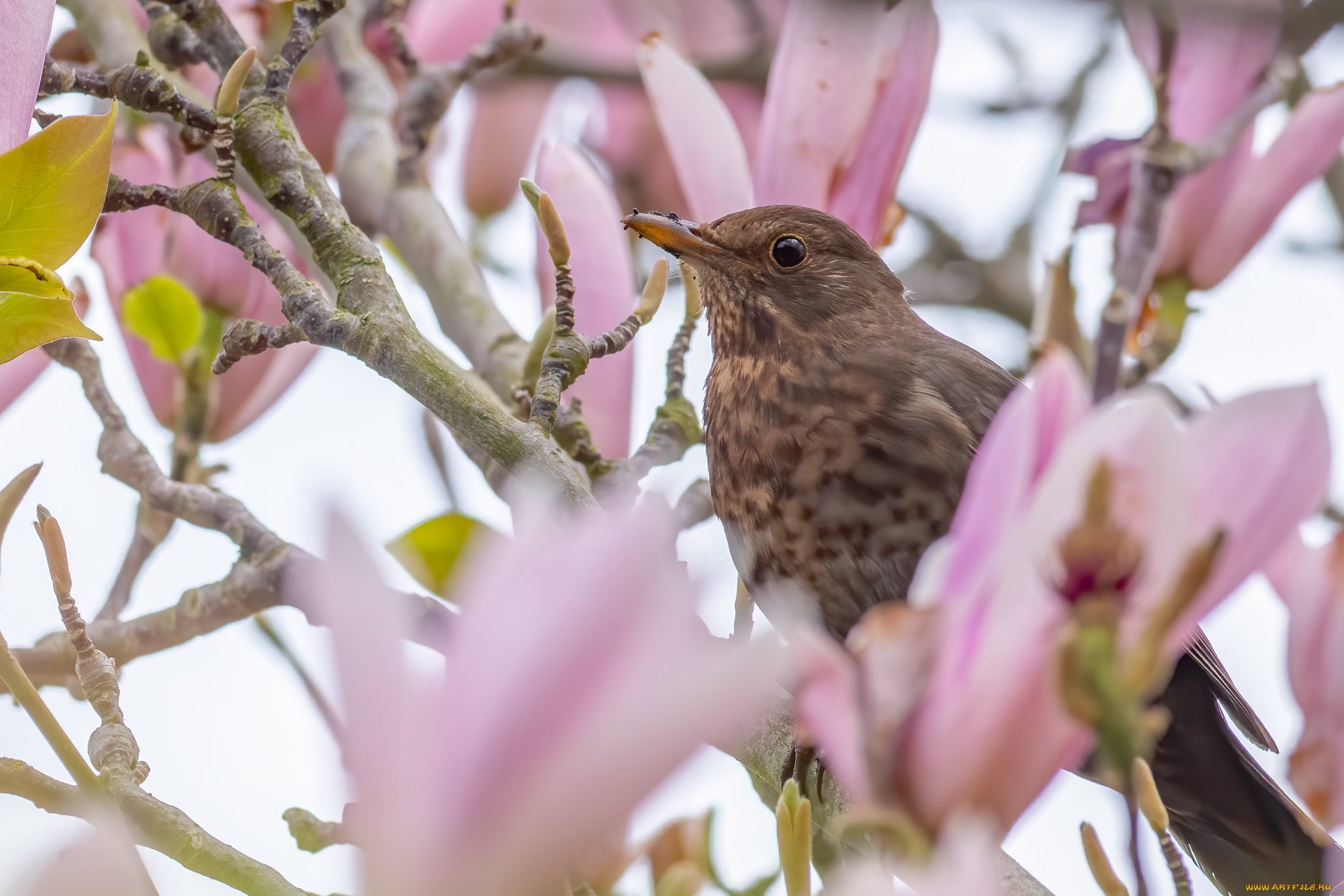животные, птицы, птица