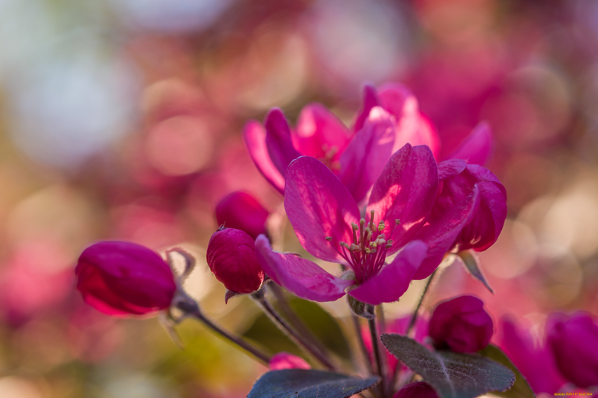 цветы, цветущие, деревья, , , кустарники, яблоня