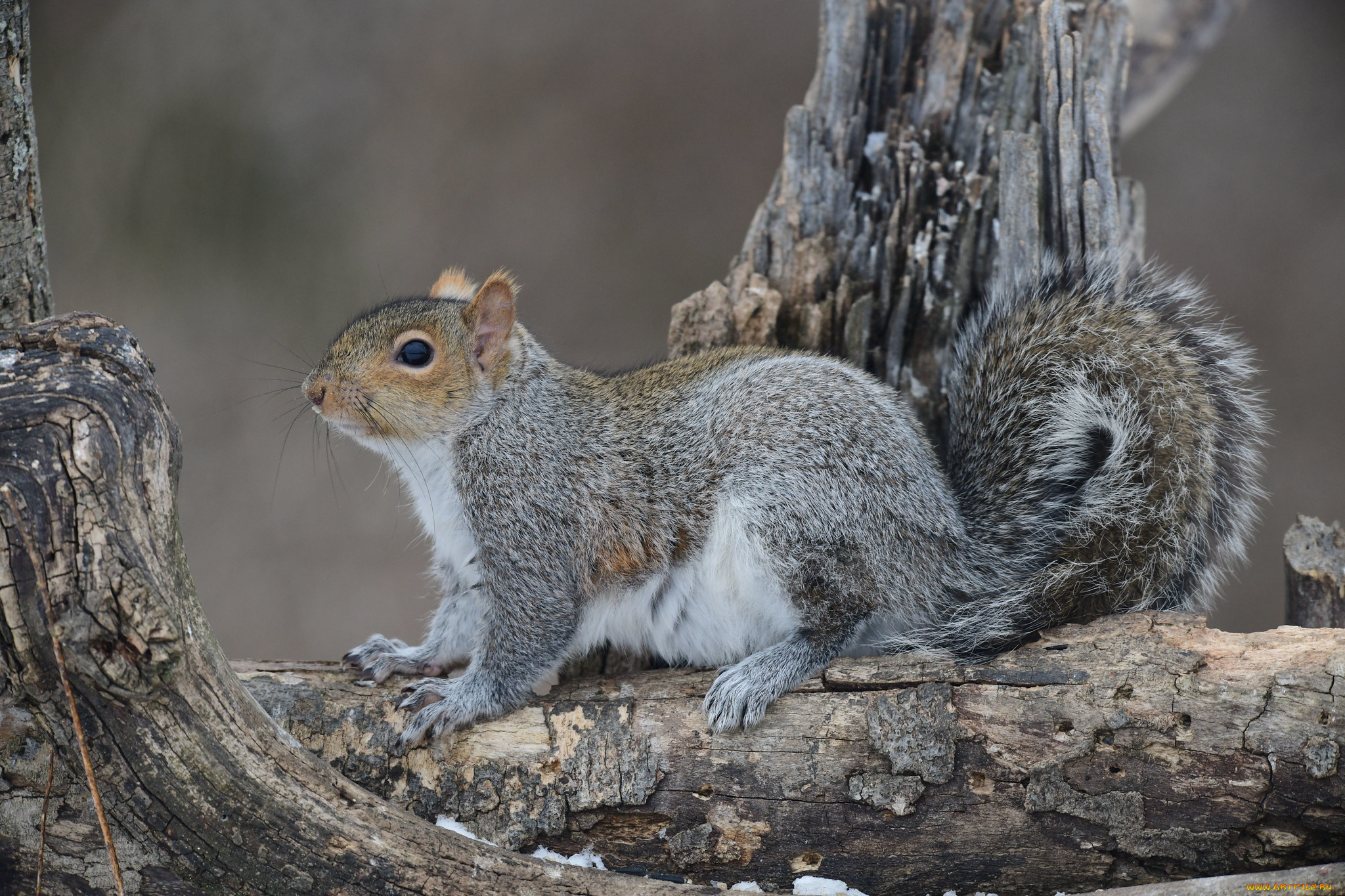 животные, белки, белка