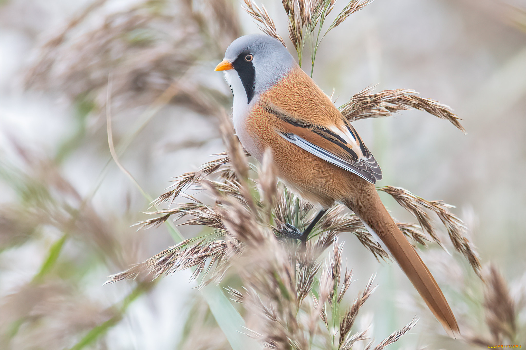 животные, синицы, , лазоревки, птица